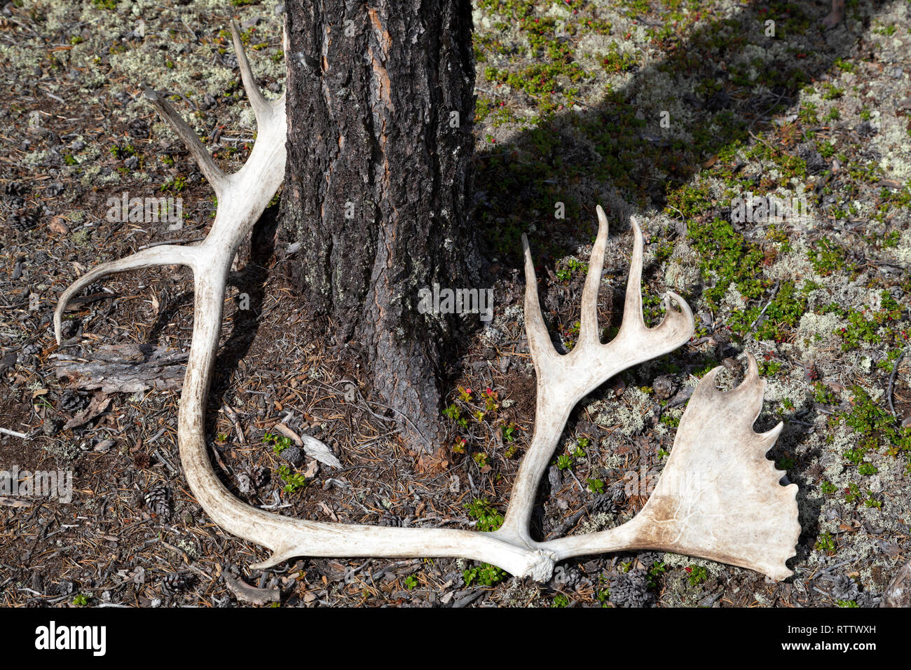 Moose antlers in woodland in Manitoba, Canada Stock Photo Alamy
