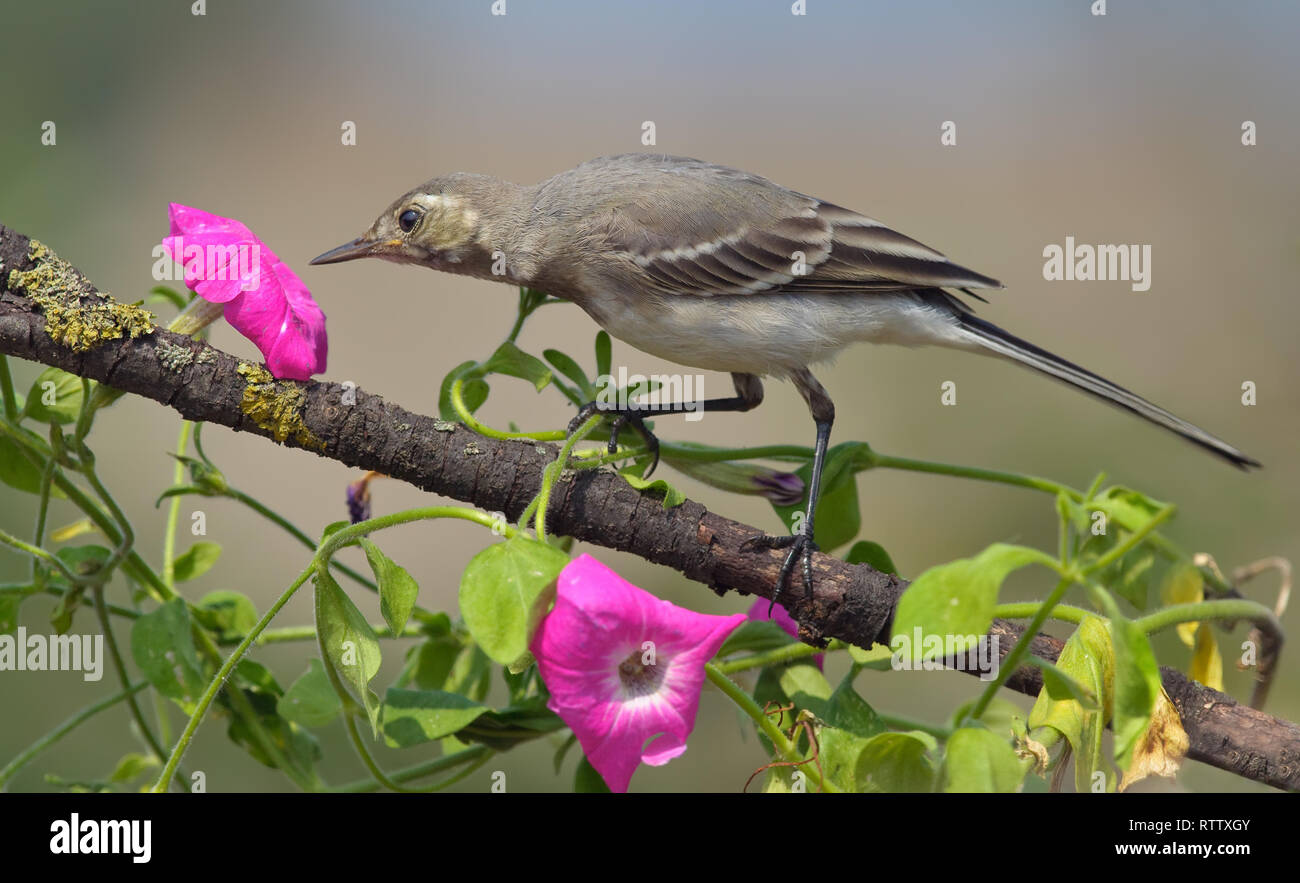 White wagtail gets a sniff of a magenta flower Stock Photo