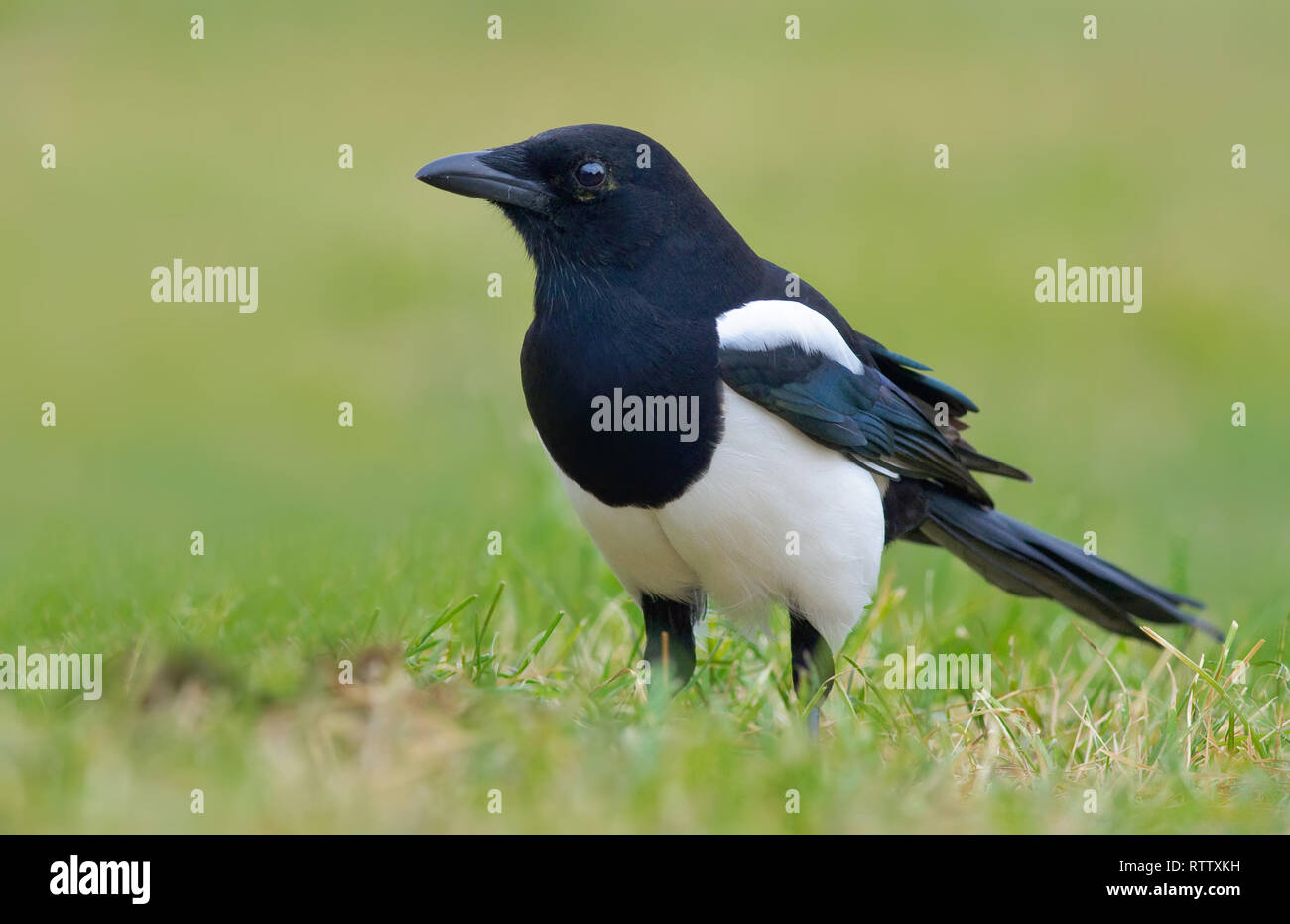Eurasian magpie stands in the green grass cover Stock Photo