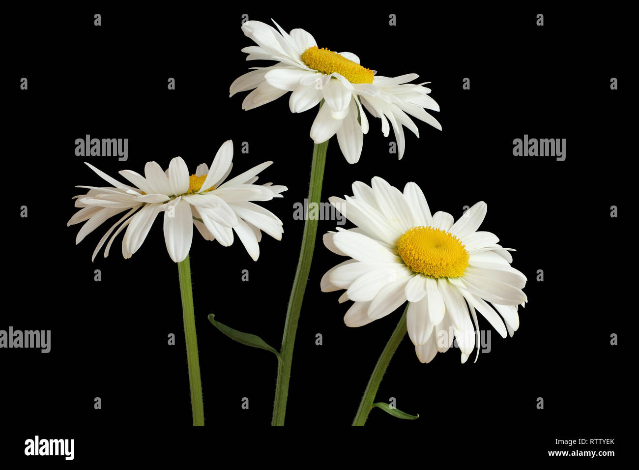 Big white chamomiles isolated on black background Stock Photo