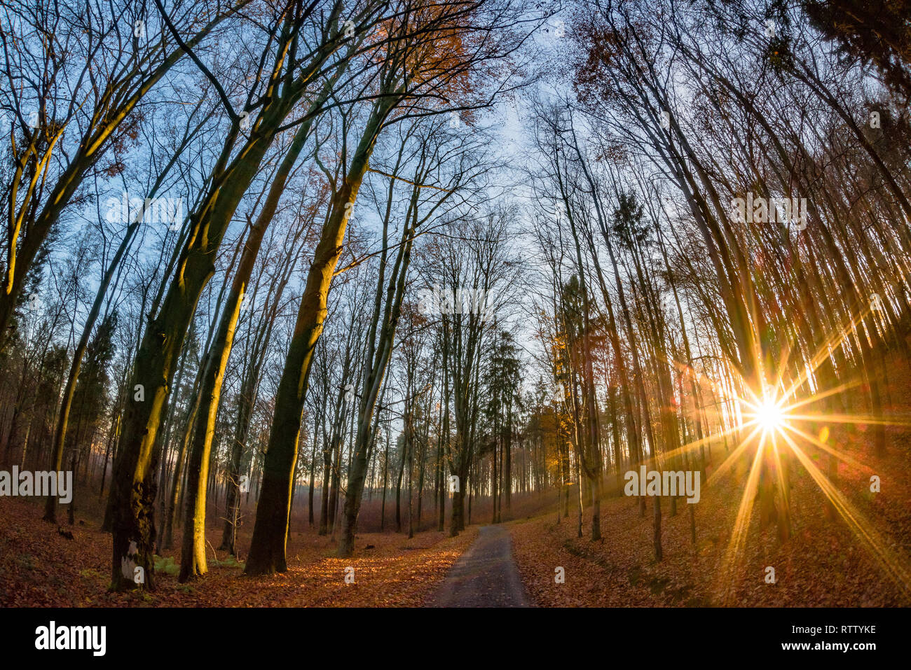 Autumn forest at sunset in Czech Republic Stock Photo