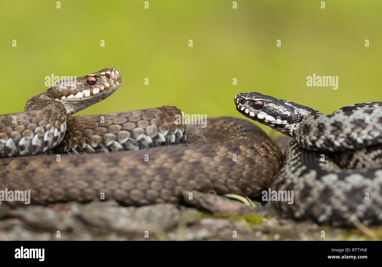 Pair of European viper Vipera berus in Czech Republic, female and male together Stock Photo
