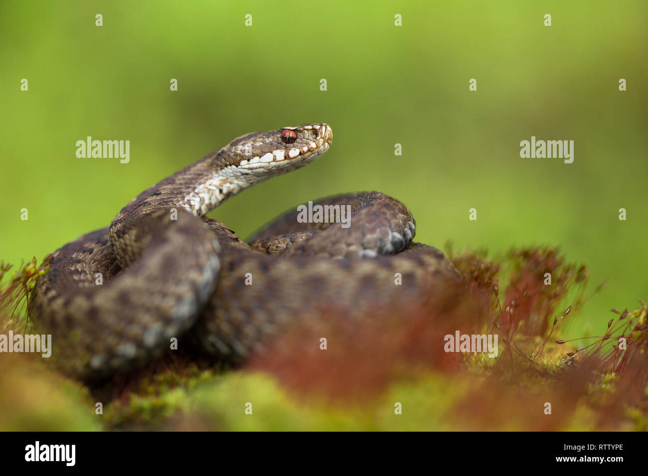 European viper Vipera berus in Czech Republic Stock Photo