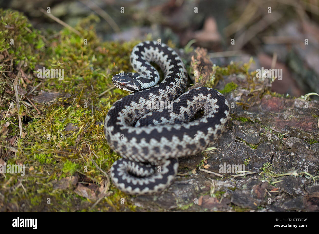 European viper Vipera berus in Czech Republic Stock Photo