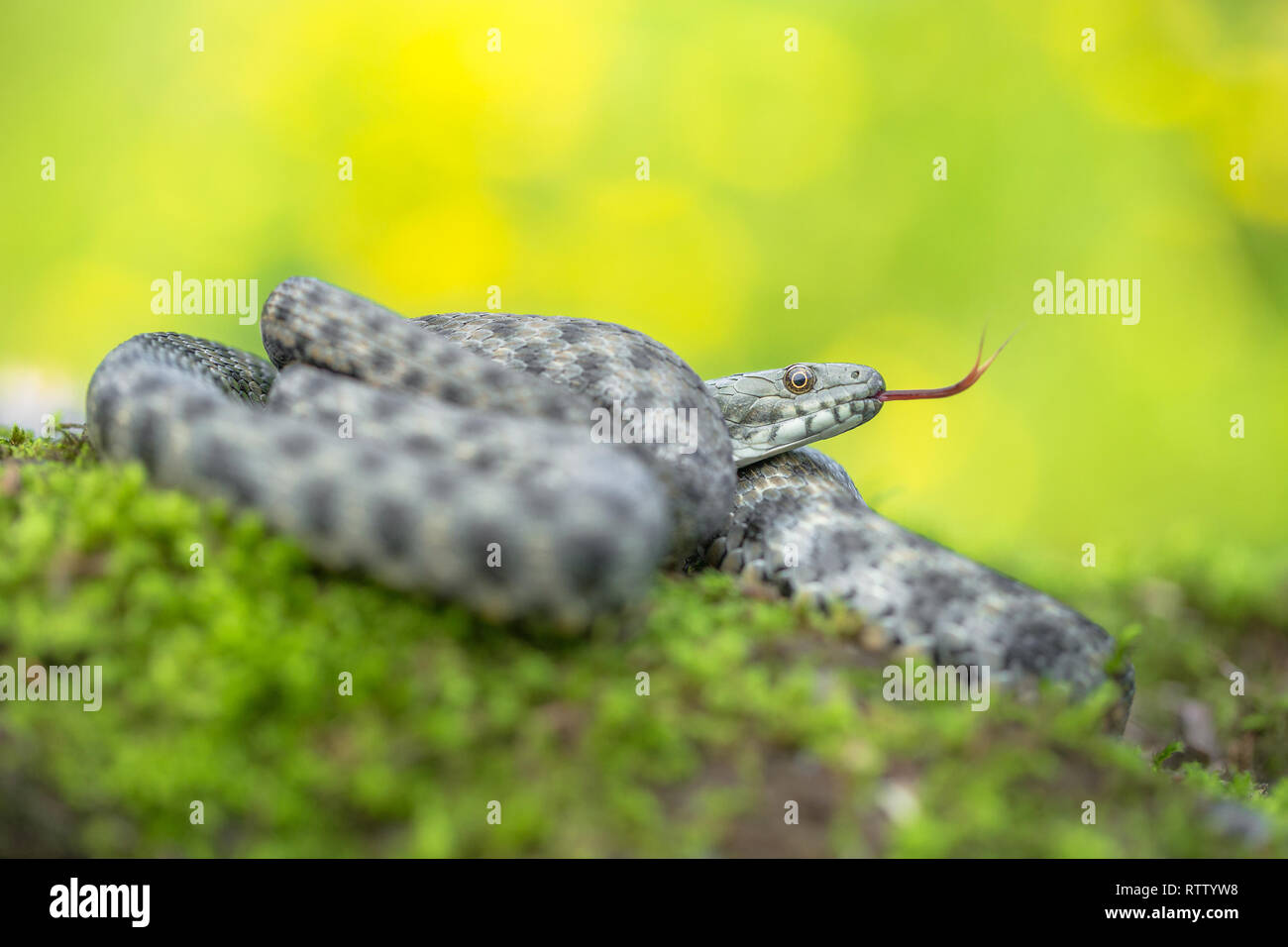Dice snake hi-res stock photography and images - Alamy