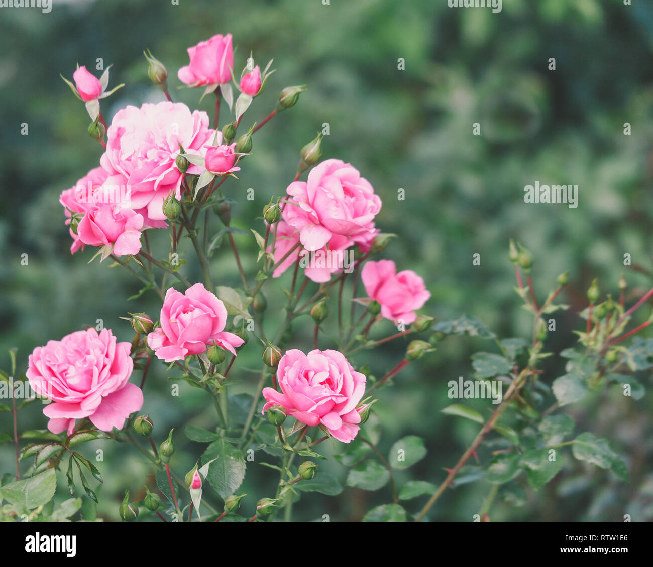 Bush Pink Roses Stock Photo Alamy