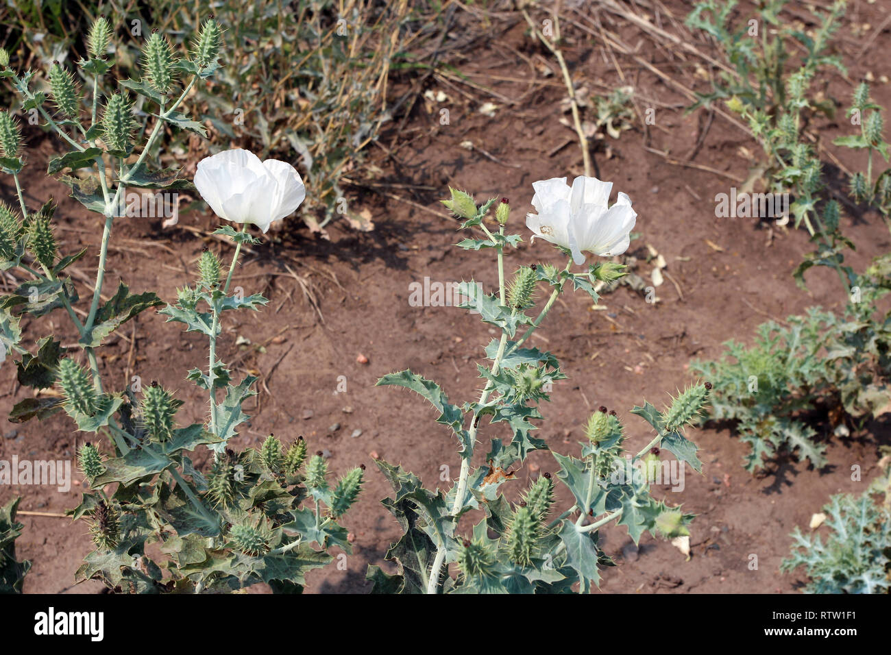 White flowers with spiky leaves and spiky flower buds gowing in