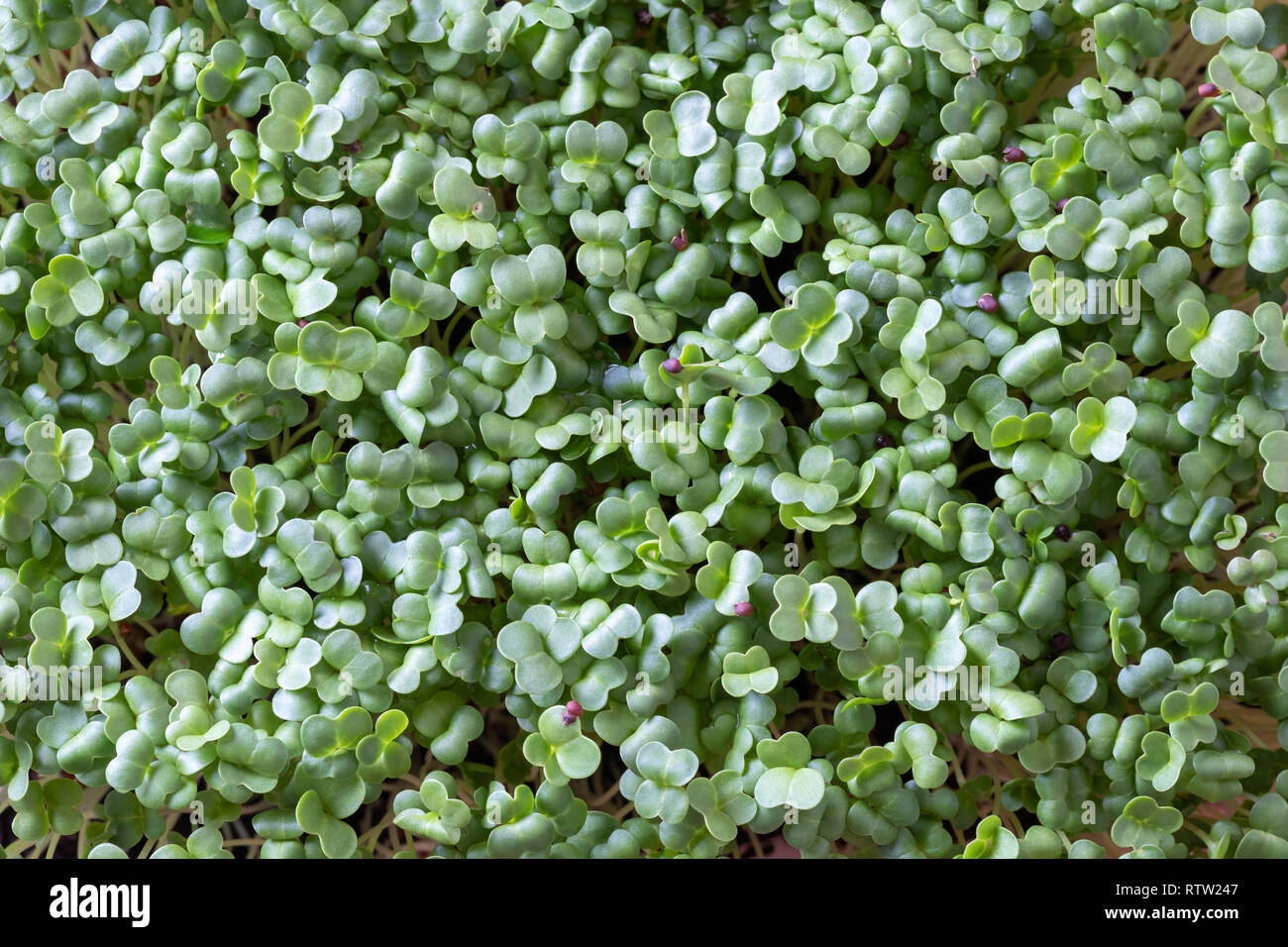 Fresh young homegrown broccoli microgreens Stock Photo