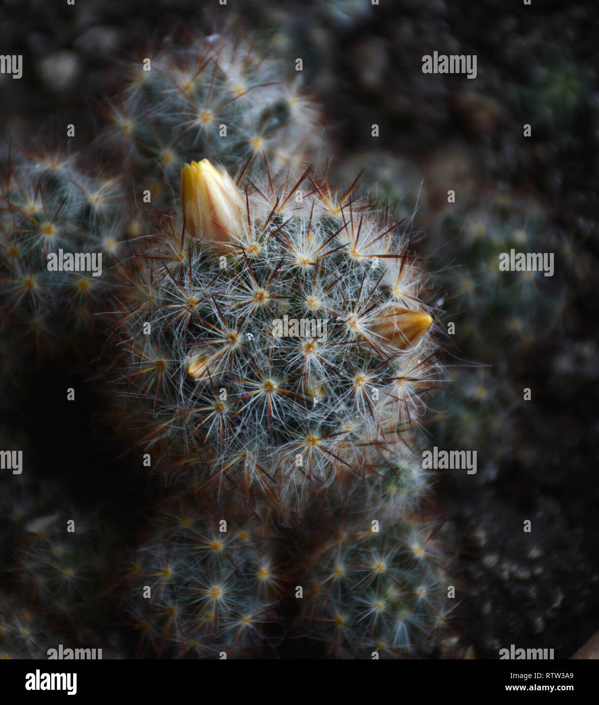 Bright yellow flower of Mammillaria elongata (ladyfinger cactus). Close