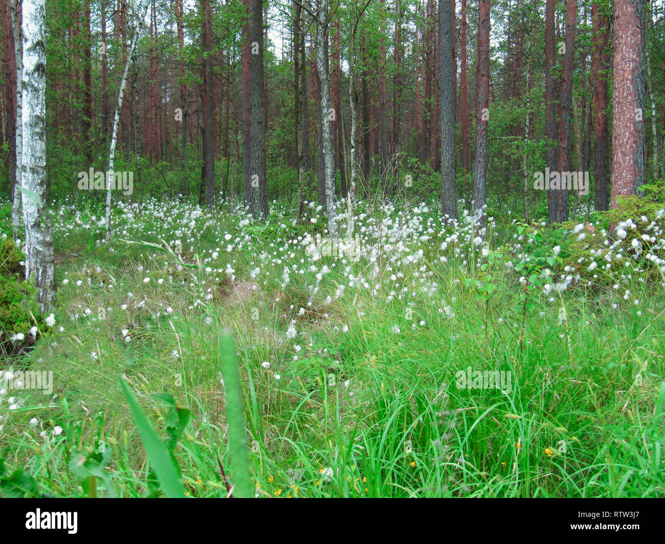 Green grass forest wildflowers hi-res stock photography and images - Alamy