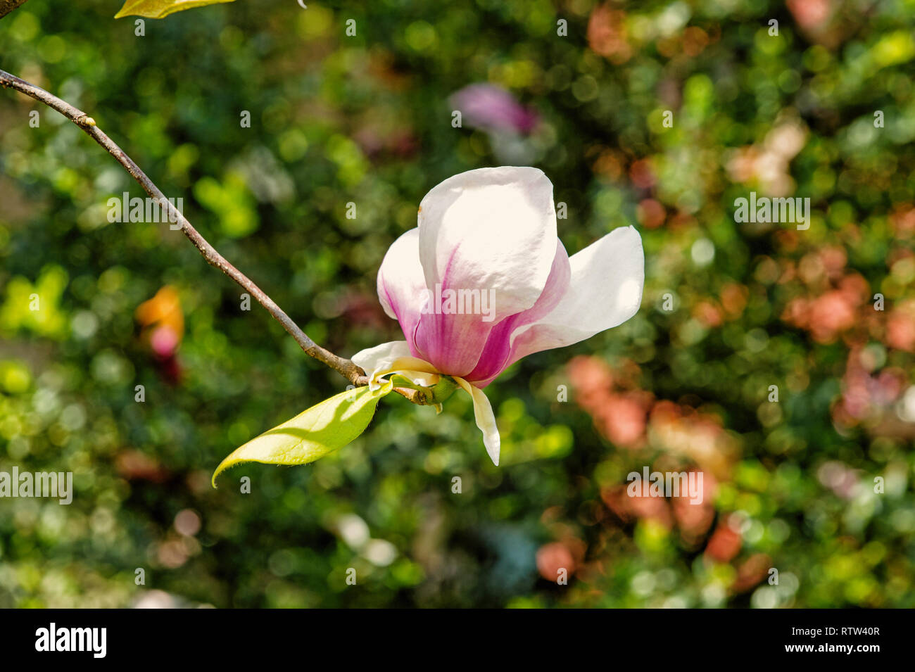 Magnolia flower blossoming on twig on green bokeh background. Spring ...