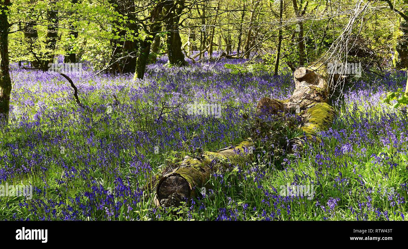 Bluebells, Lanhydrock 040516 Stock Photo - Alamy