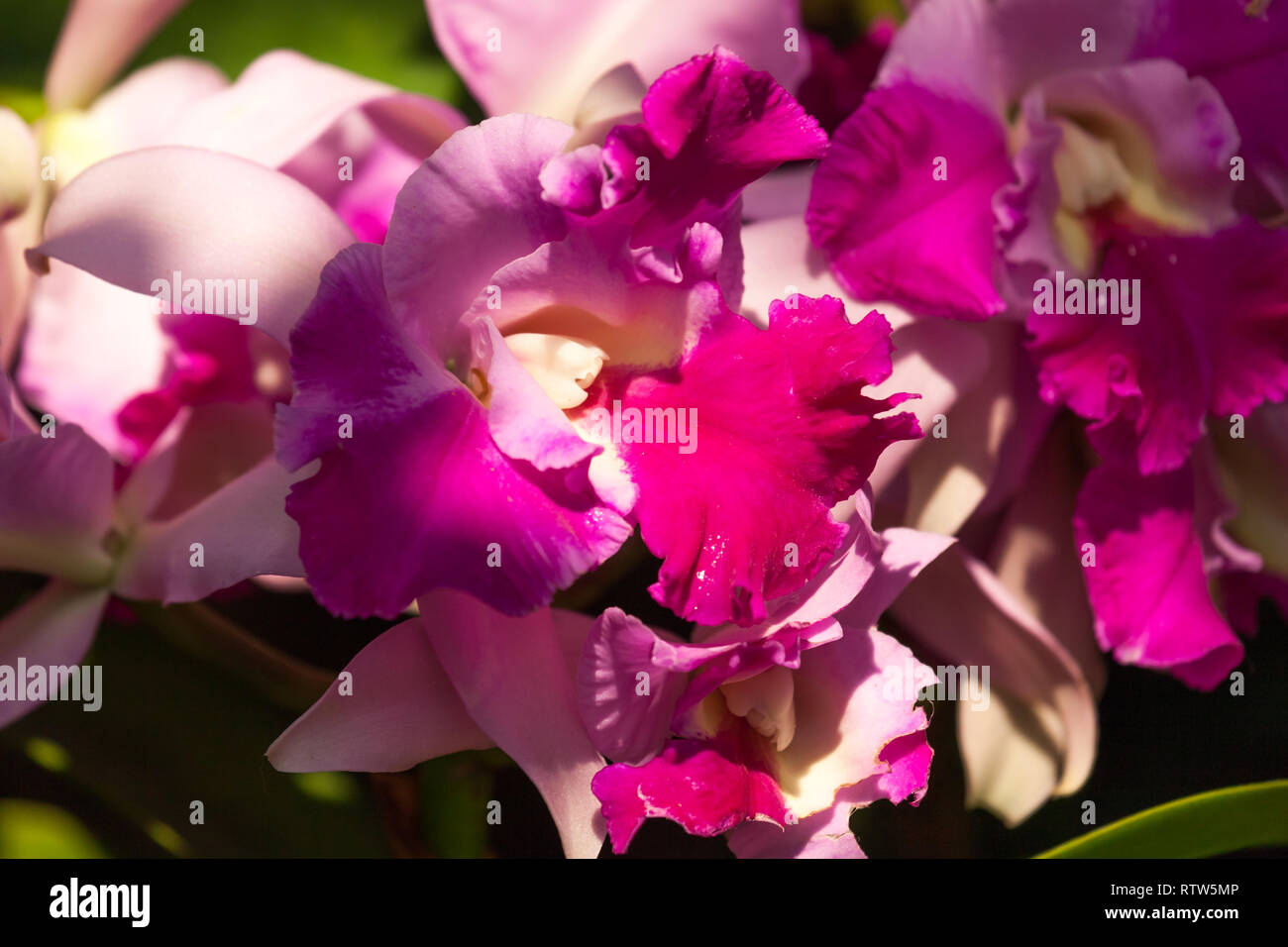 Orchids together hi-res stock photography and images - Alamy