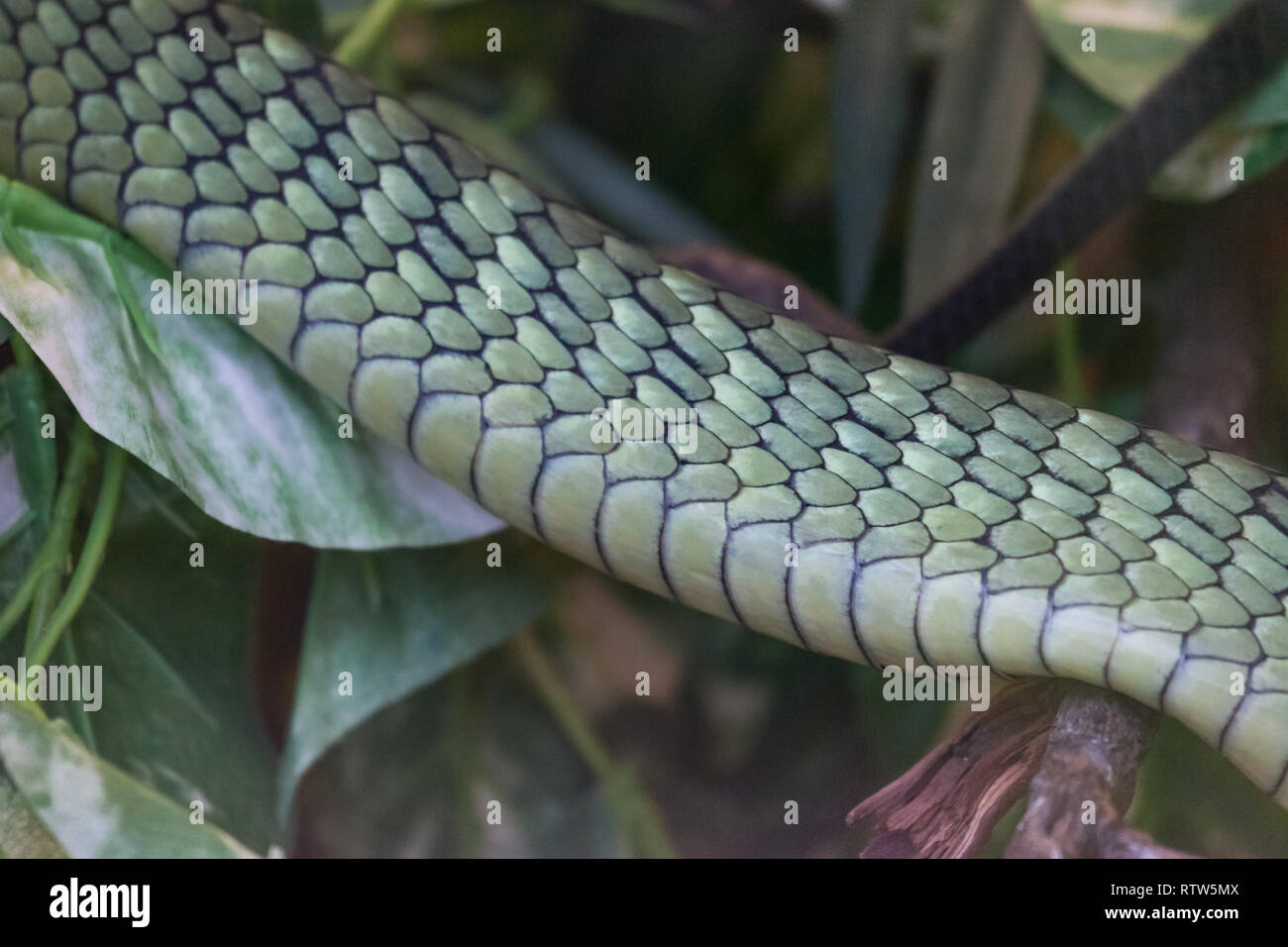 A close up section of a Jameson's Mamba snake showing a pattern of ...