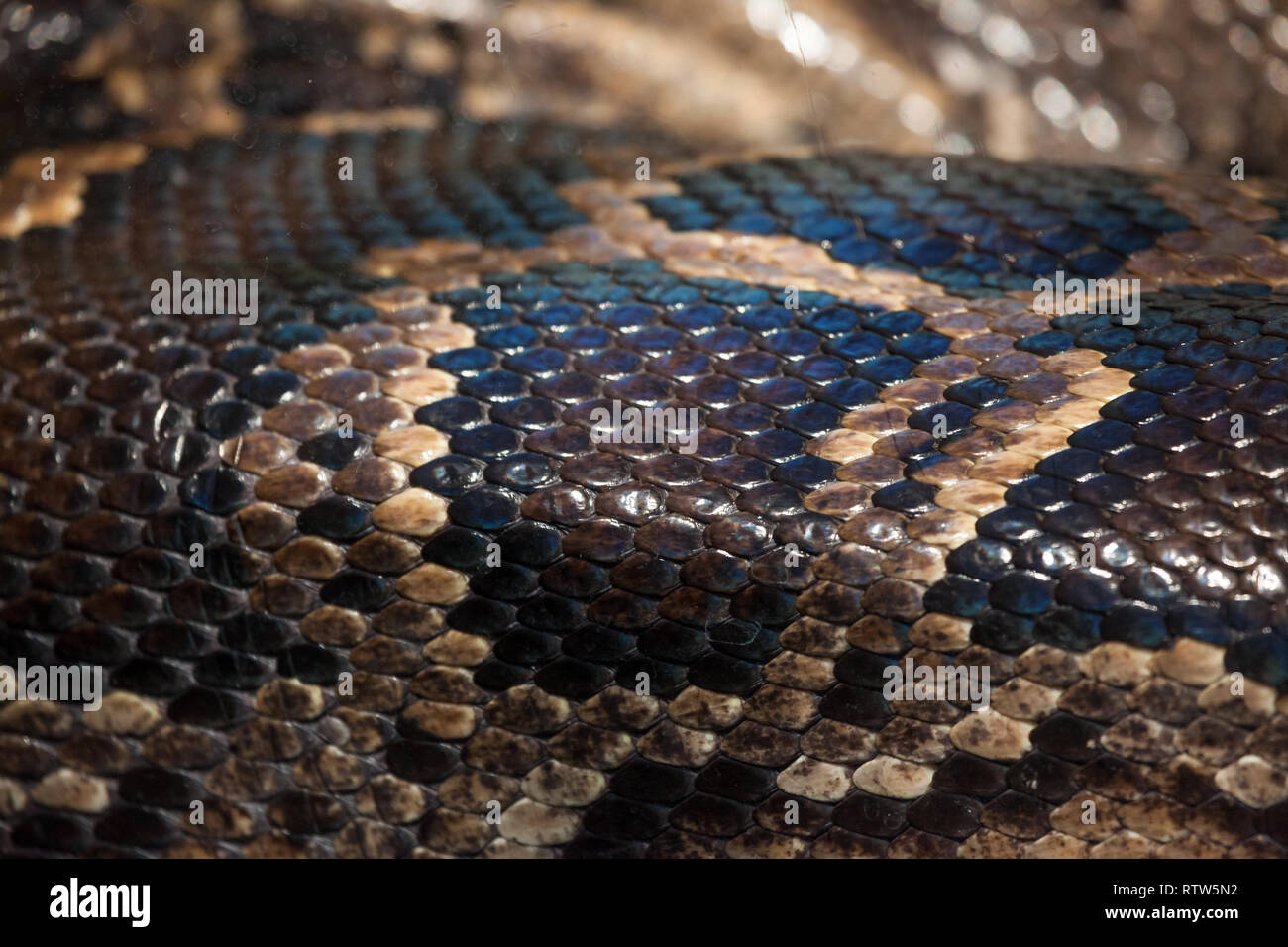 A detailed section of the skin of a reticulated python or boa ...