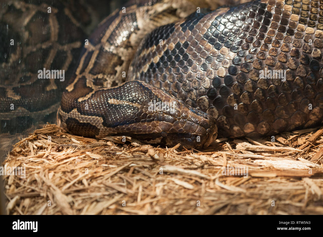 A large reticulated python or boa constrictor in a glass enclosure resting its head on wood shavings . Stock Photo