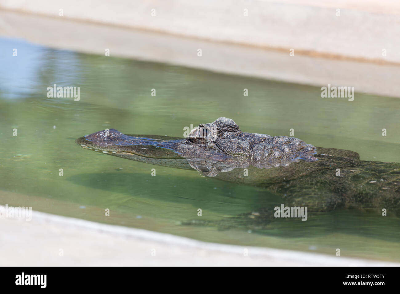A alligator submerged in clear shallow water with only its eyes and top of its nose above water. Stock Photo