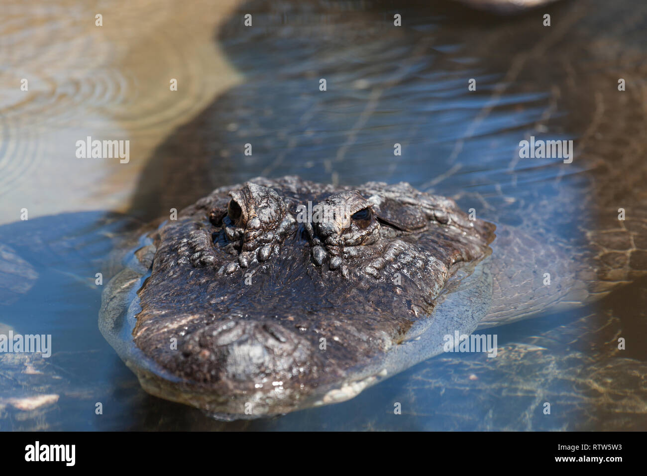 A alligator submerged in clear shallow water with only its eyes and top of its nose above water. Stock Photo