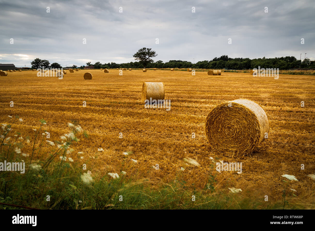 Field in the end of summer at a cloudy day after the harvest with ...