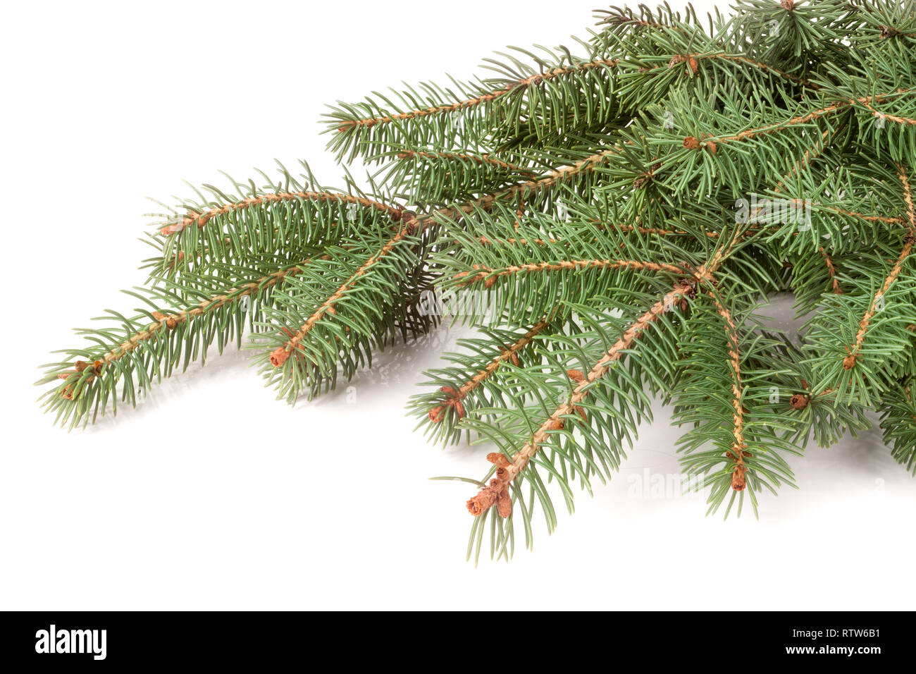 fir-tree branch isolated on a white background Stock Photo