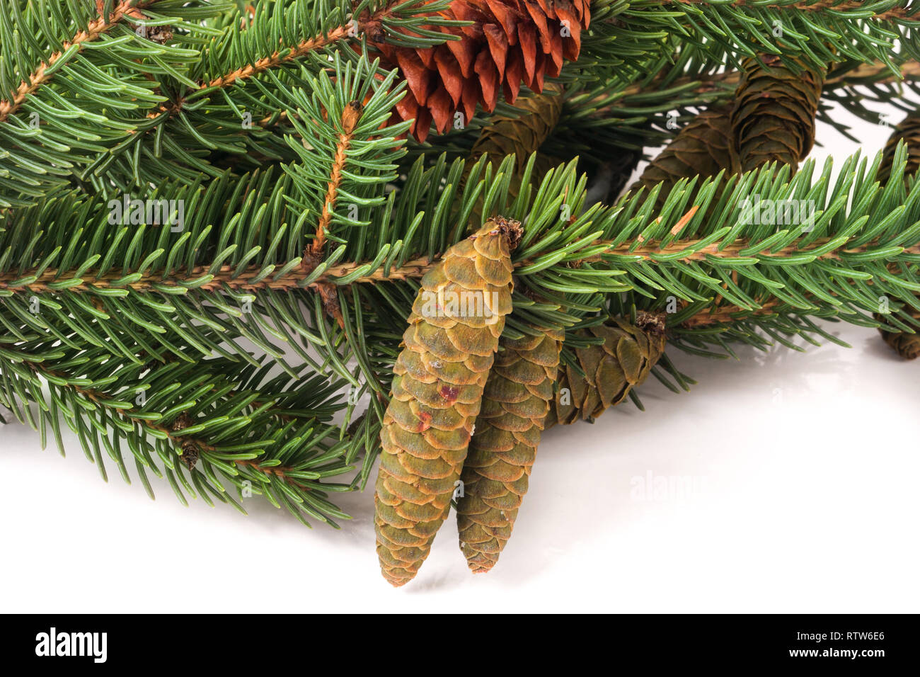 fir-tree branch with cone isolated on a white background Stock Photo ...