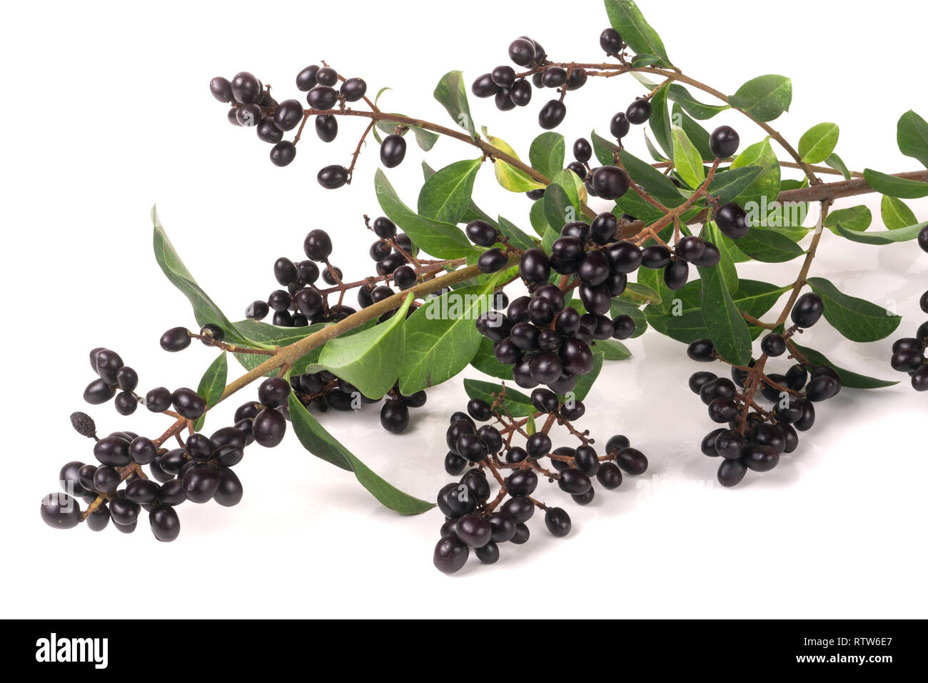 branch of Wild privet or Ligustrum vulgare isolated on white background Stock Photo