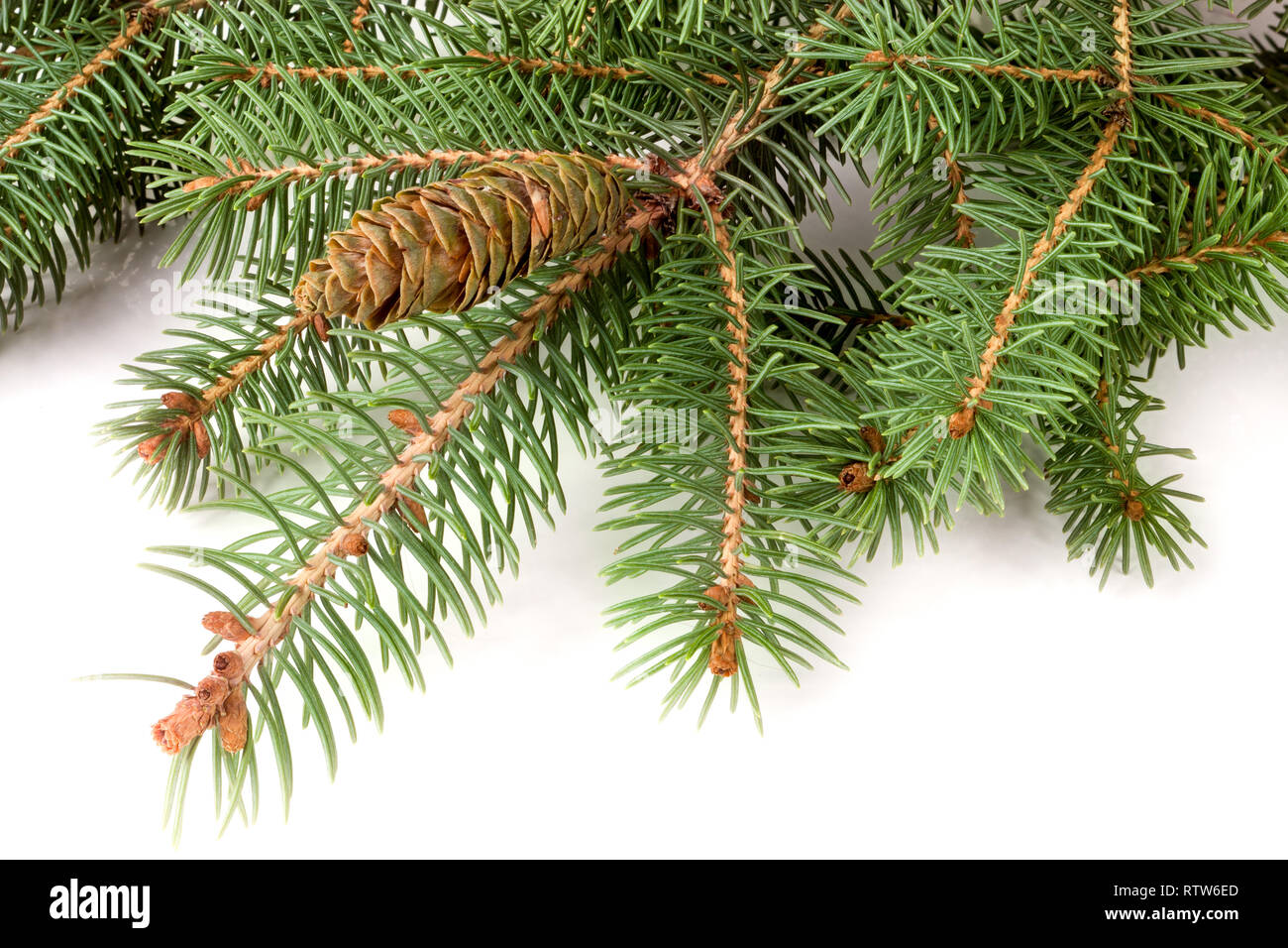 fir-tree branch with cone isolated on a white background Stock Photo ...