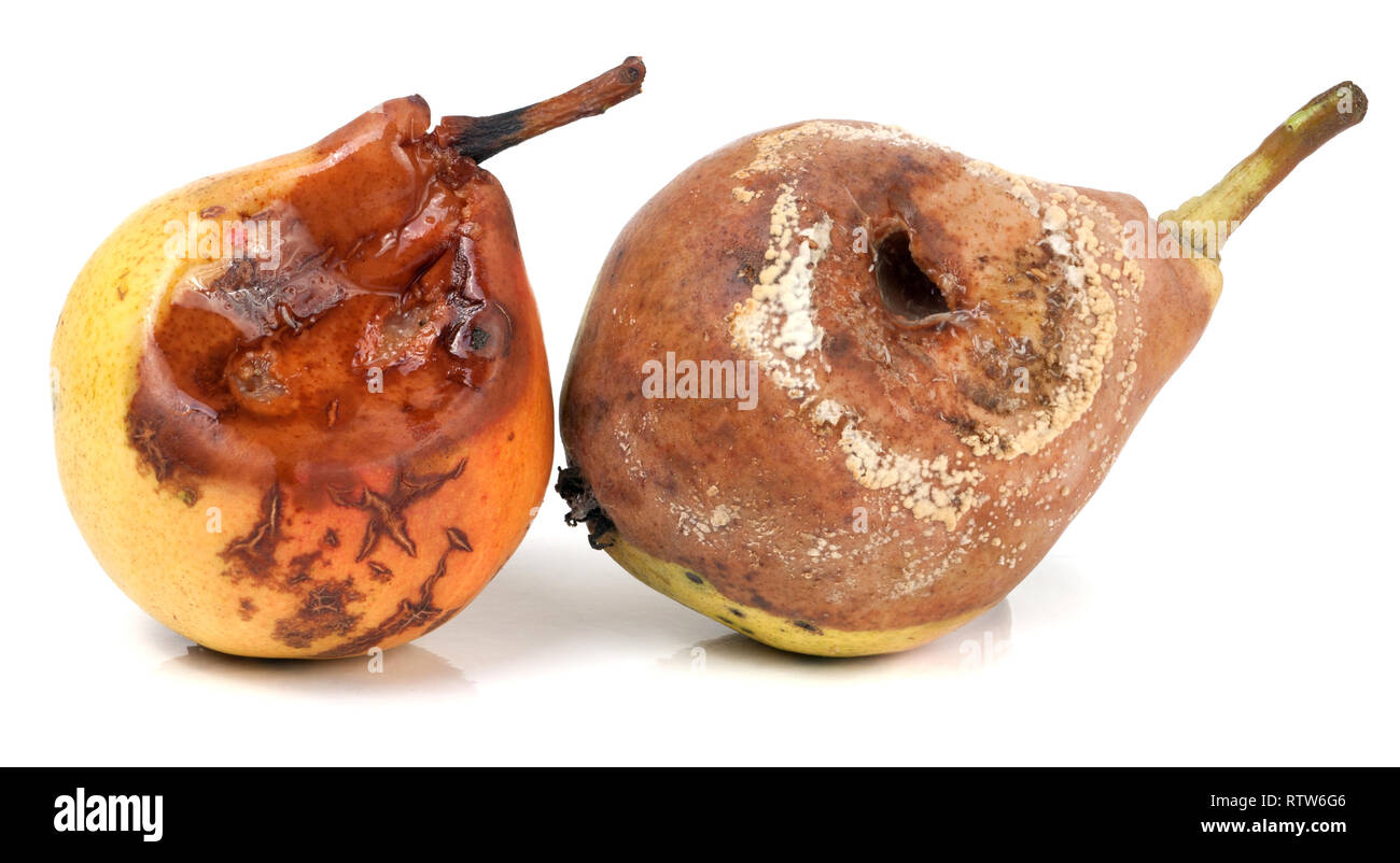 two rotten pears isolated on a white background closeup Stock Photo