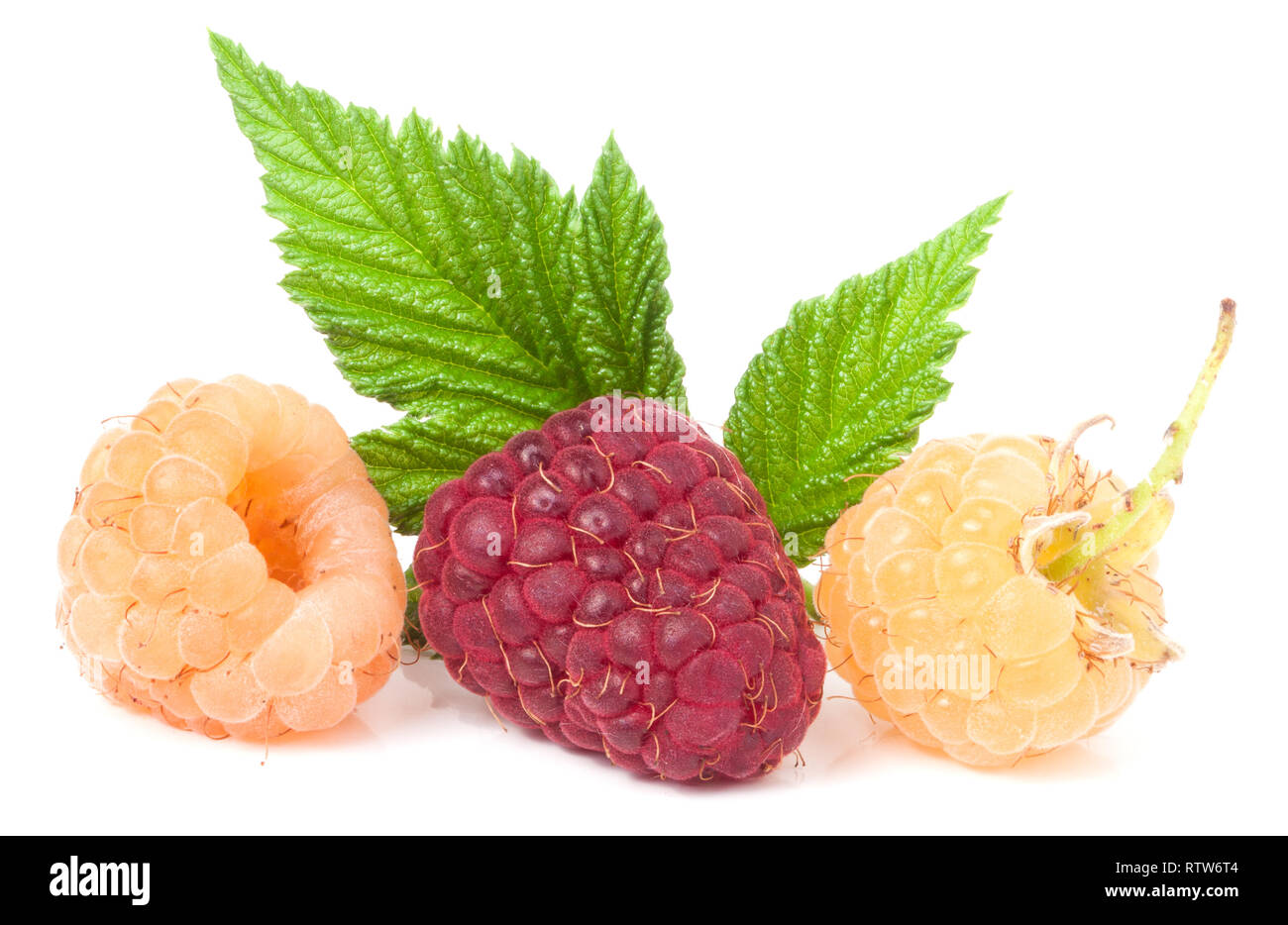 Red Andyellow Raspberry red and yellow raspberries with leaves on a white background Stock ...