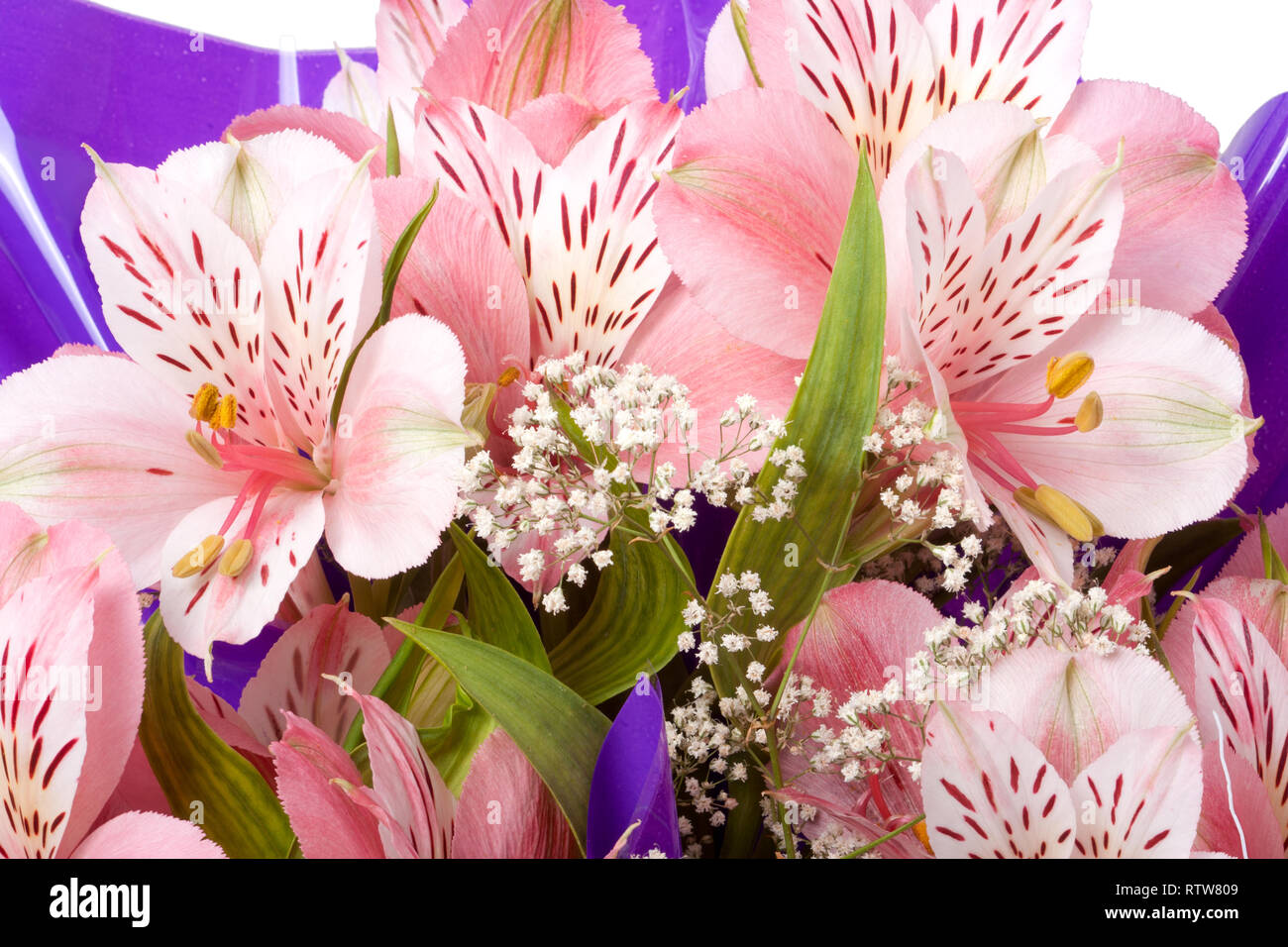 Bouquet of Alstroemeria close up macro background Stock Photo