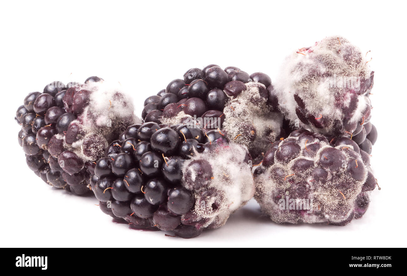 Fungal Decay High Resolution Stock Photography and Images Alamy