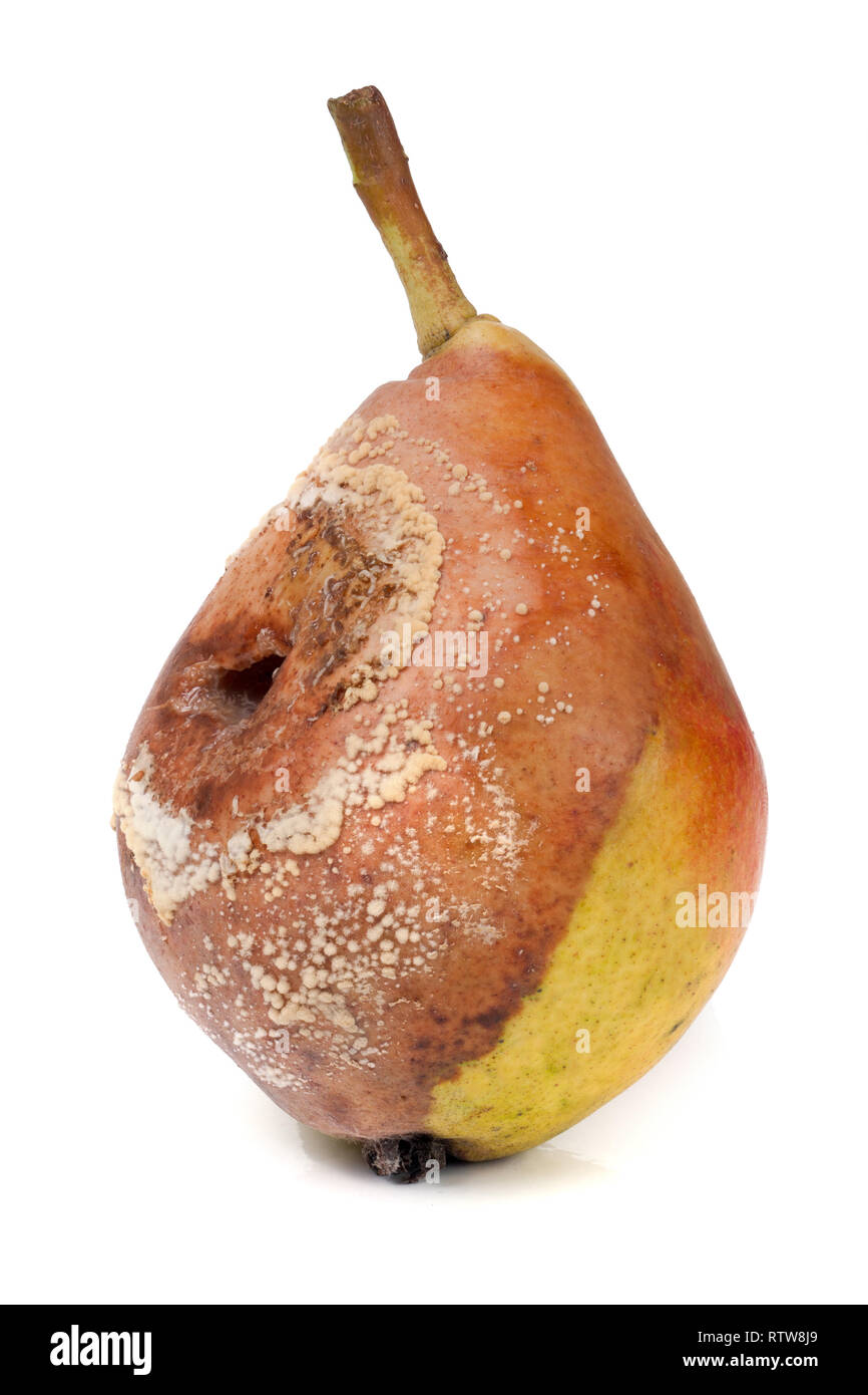 rotten pear isolated on a white background closeup Stock Photo