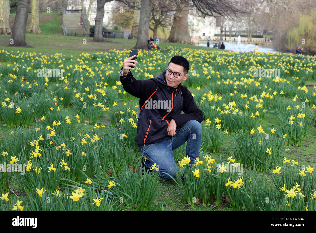 London, UK. 2nd March 2019. Cheng-Hua, visiting from Taiwan takes selfie photos with the daffodils in St James Park in London which are in bloom much earlier than normal due to the unseaonably warm weather recently Credit: Paul Brown/Alamy Live News Stock Photo
