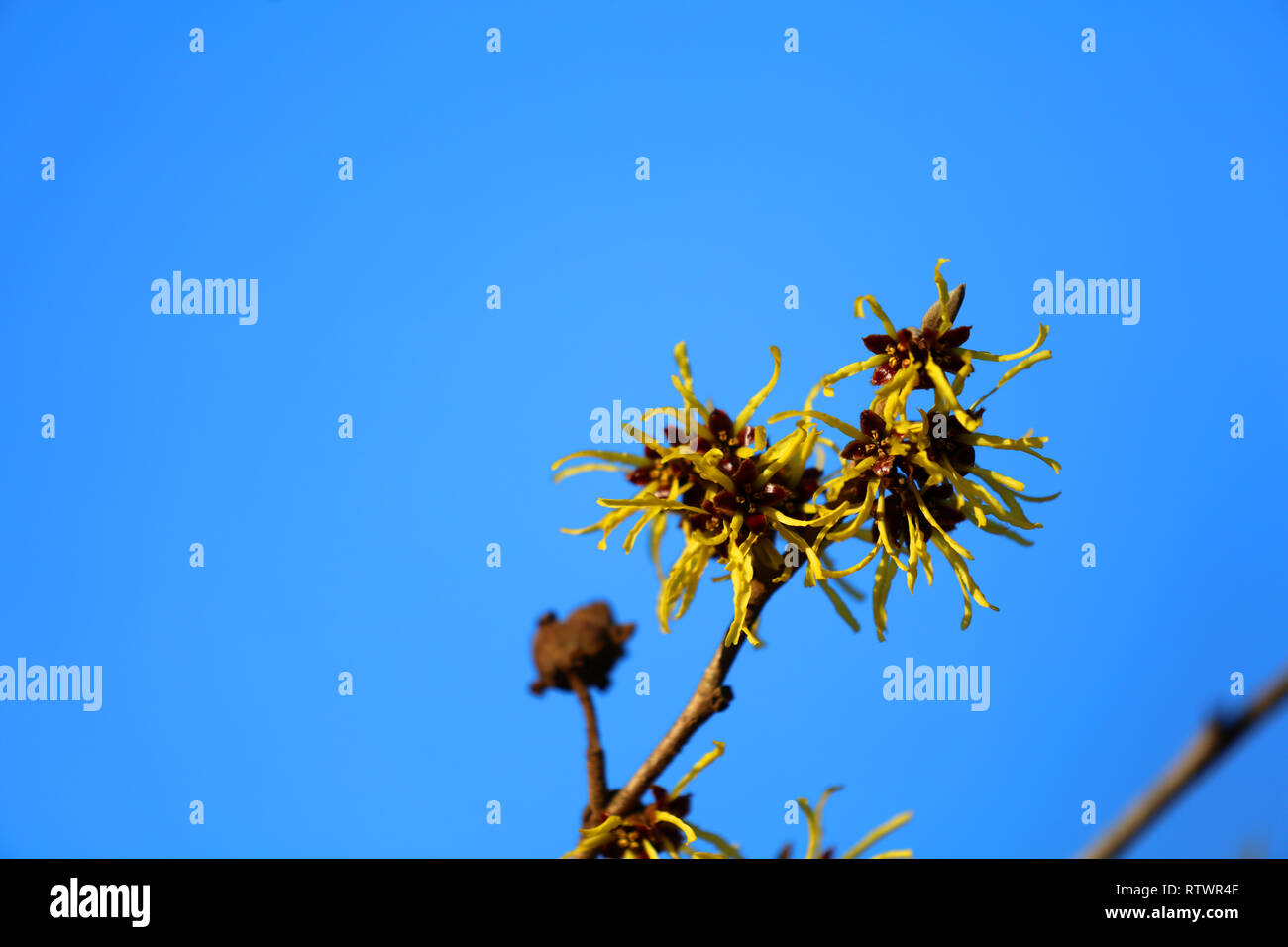 Hamamelis - blossom hazel Stock Photo - Alamy