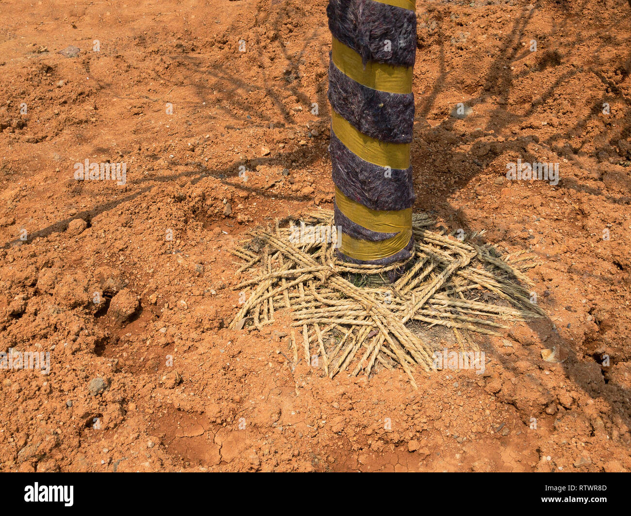 Planting a Tree in Soil. Developing a New Territory. Designing Landscaping. Taking Care Of Nature. Stock Photo