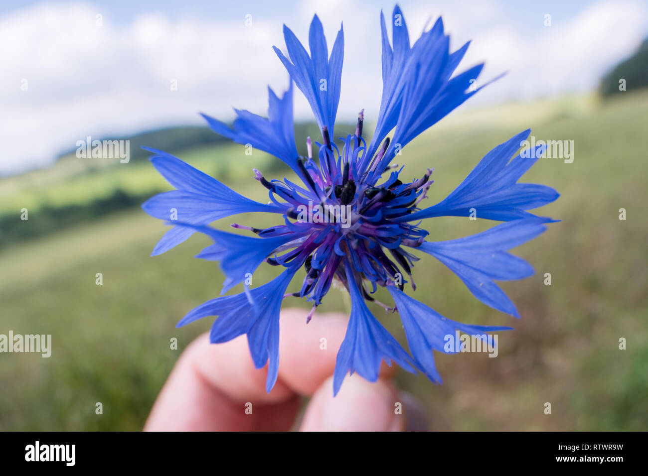 Flowers of cornflower in hand Stock Photo Alamy