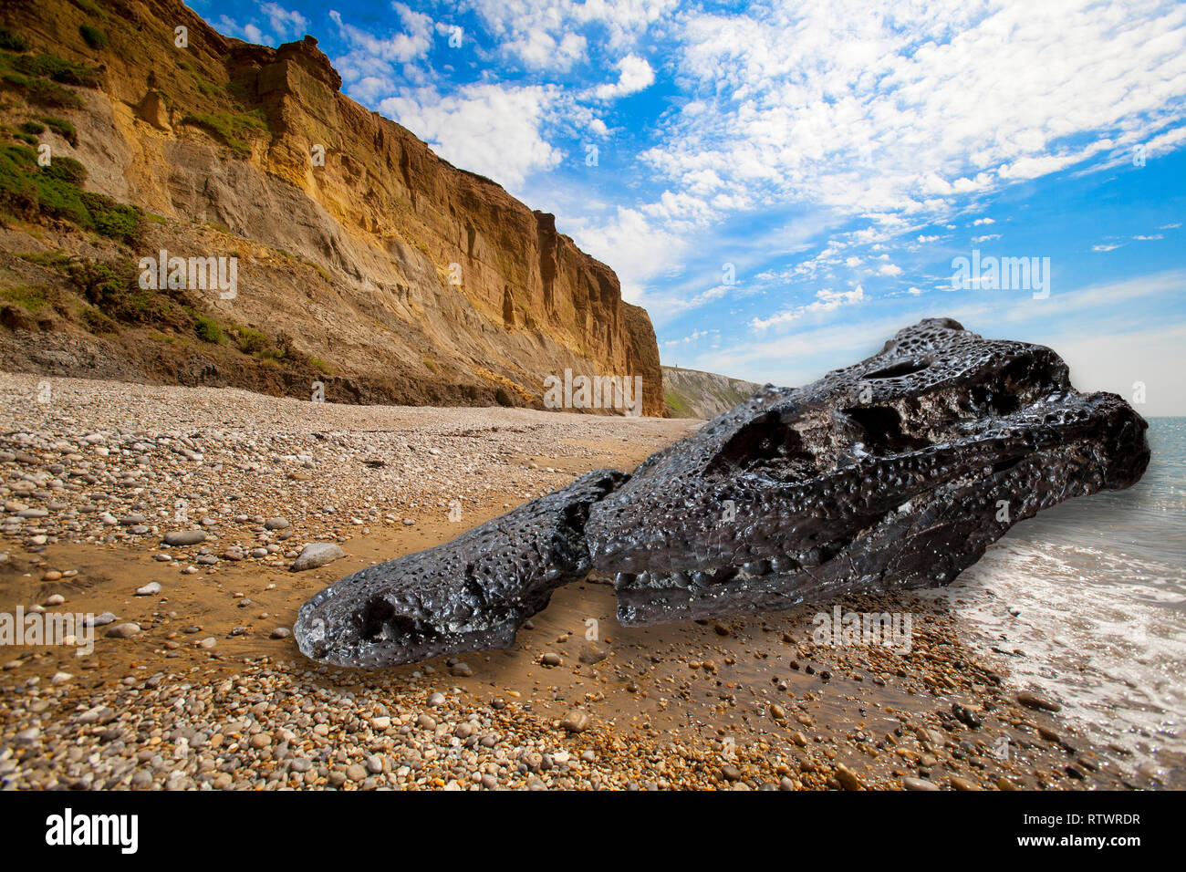 composite, Crocodile, Fossil, Yaverland, Redcliff, Whitecliff, Sandown Bay, Isle of Wight, UK,fossils, Stock Photo