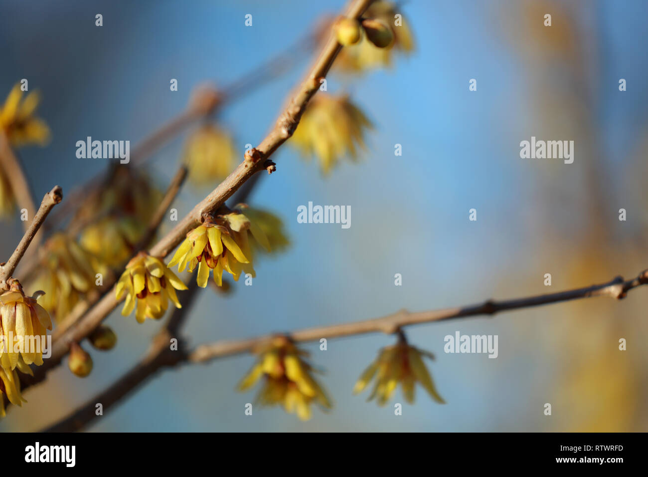 Hamamelis - blossom hazel Stock Photo