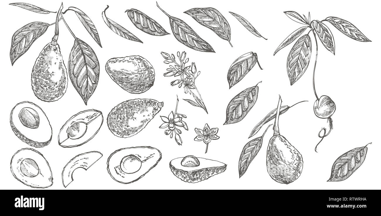 Avocado. Hand drawn illustrations. Tropical summer fruit engraved style ...