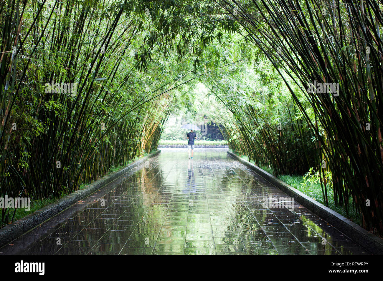Path through bamboo forest hi-res stock photography and images - Alamy