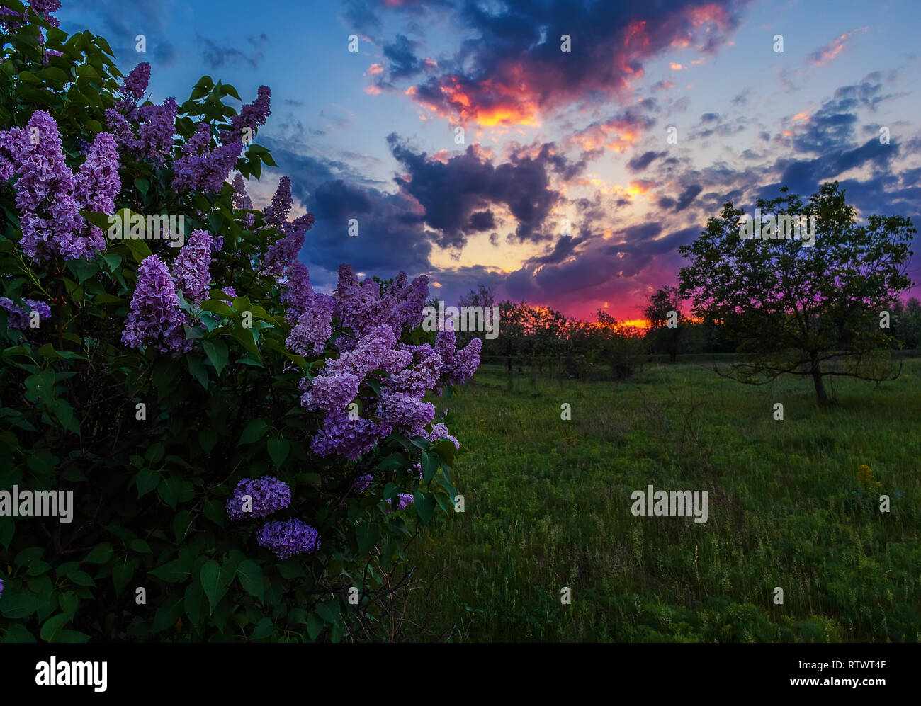 A lilac flowers hive on epic sunset background. Gorgeous ukrainian spring sunset. An flower field background. Stock Photo
