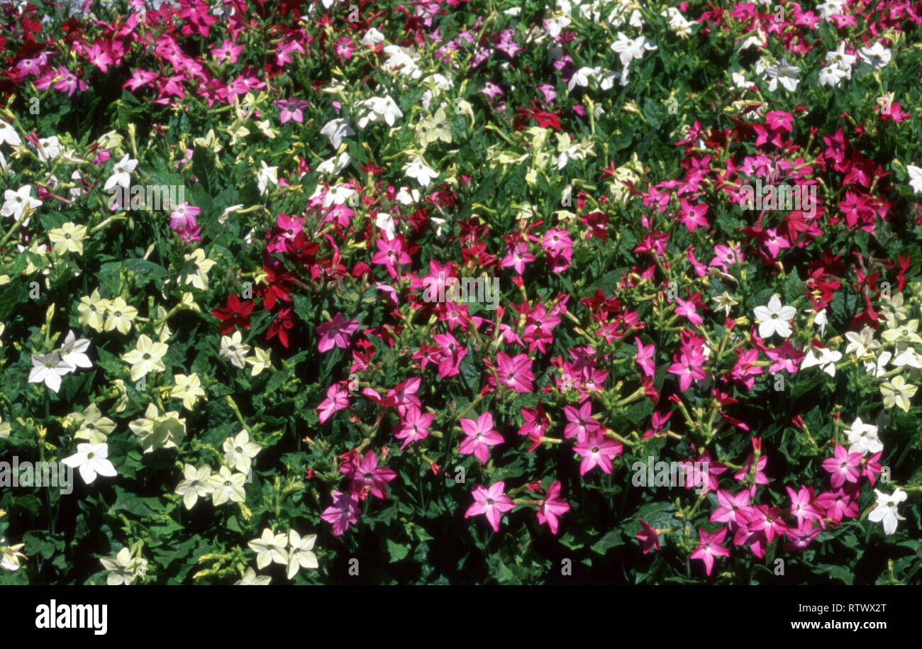 persian tobacco plant Nicotiana Alata White Flowering Growing In The Garden Stock Photo - Download Image Now this half Nicotiana sylvestris Seeds | 2000
