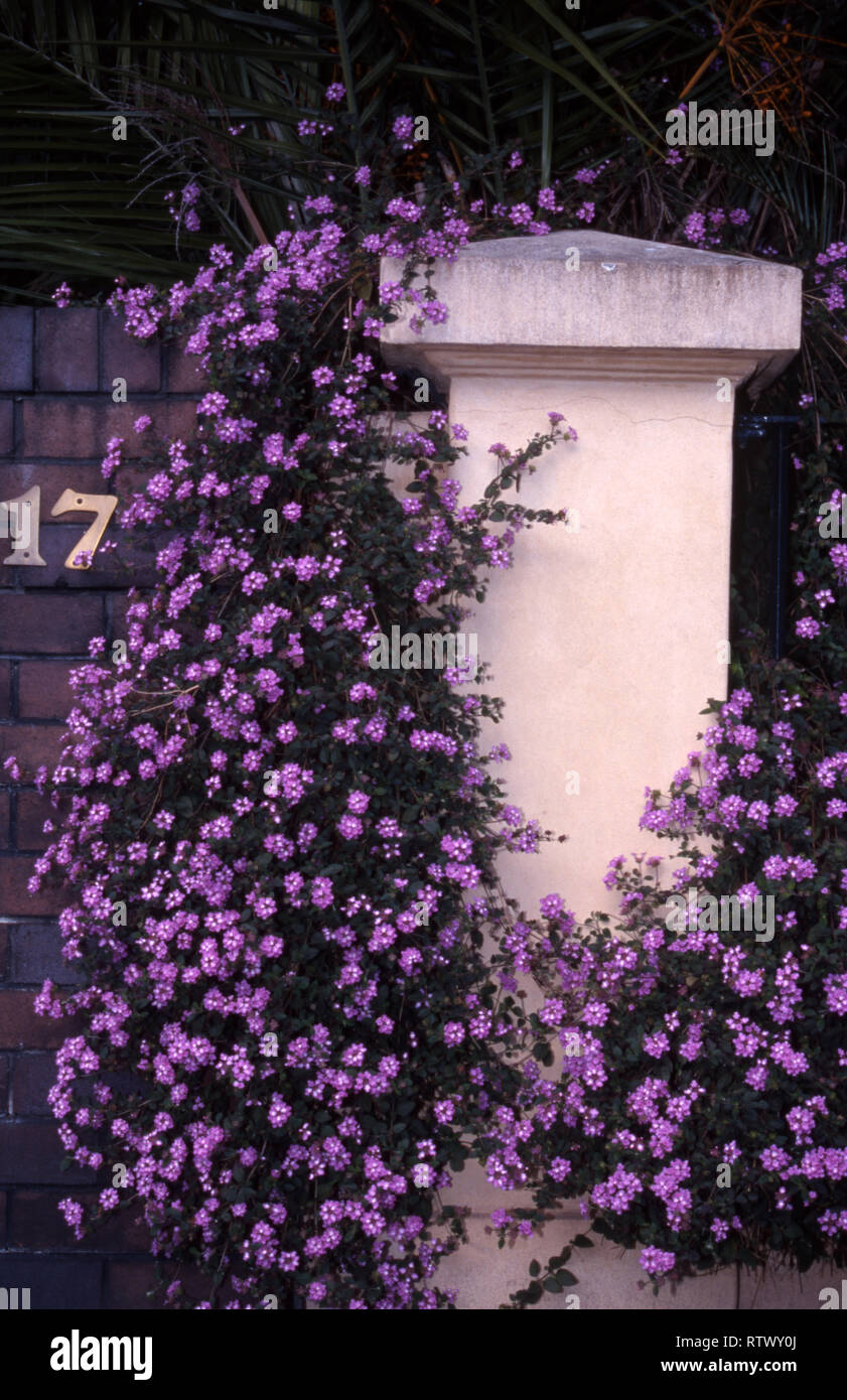 PURPLE LANTANA (LANTANA CAMARA) GROWING OVER GARDEN WALL AND ENTRANCE GATE  PILLAR. SYDNEY, AUSTRALIA Stock Photo - Alamy