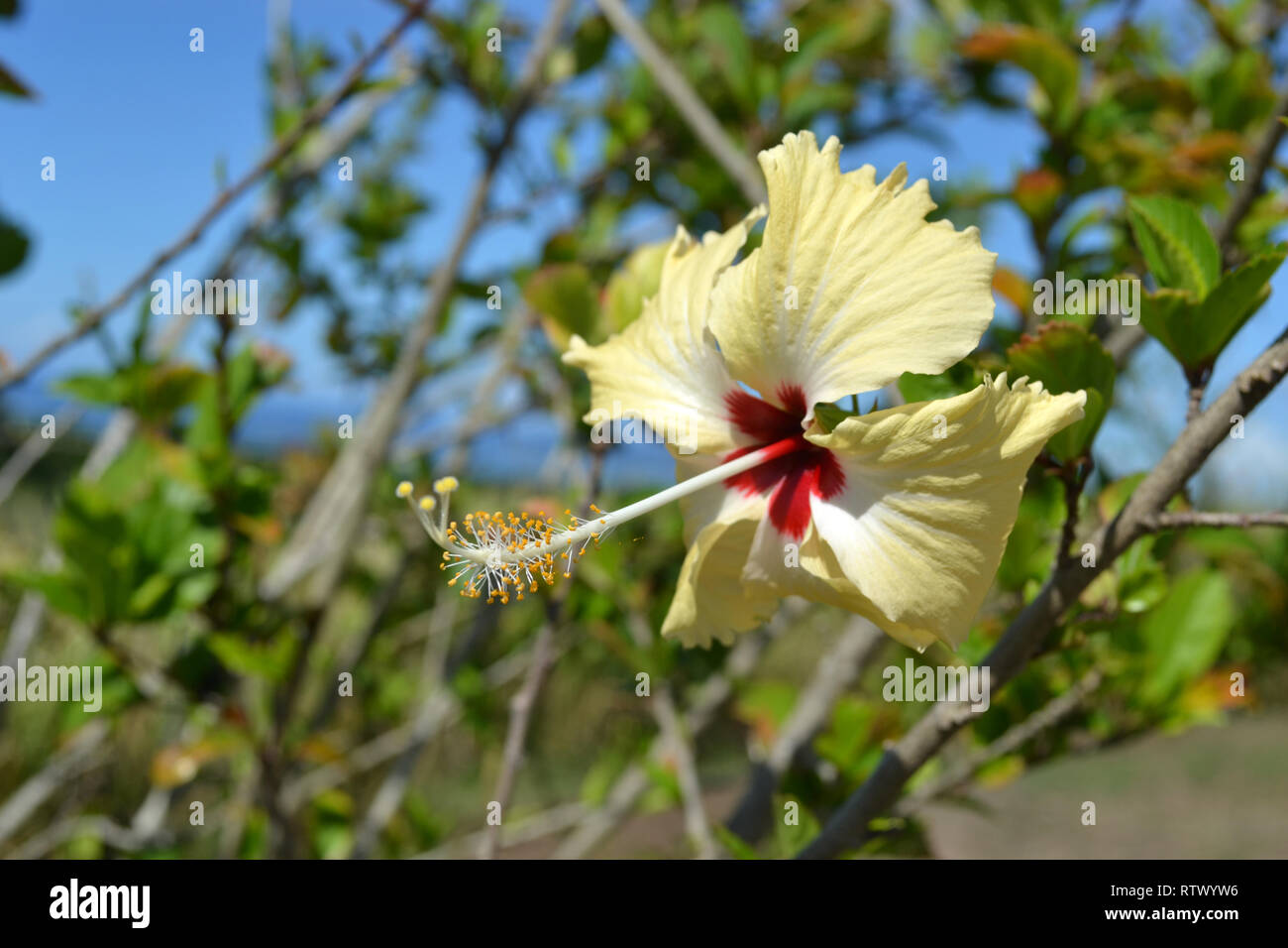 Yellow hibiscus, Family Malvaceae, Hibiscus sp., Sigatoka Sand Dunes National Park, Viti Levu,  Fiji Stock Photo