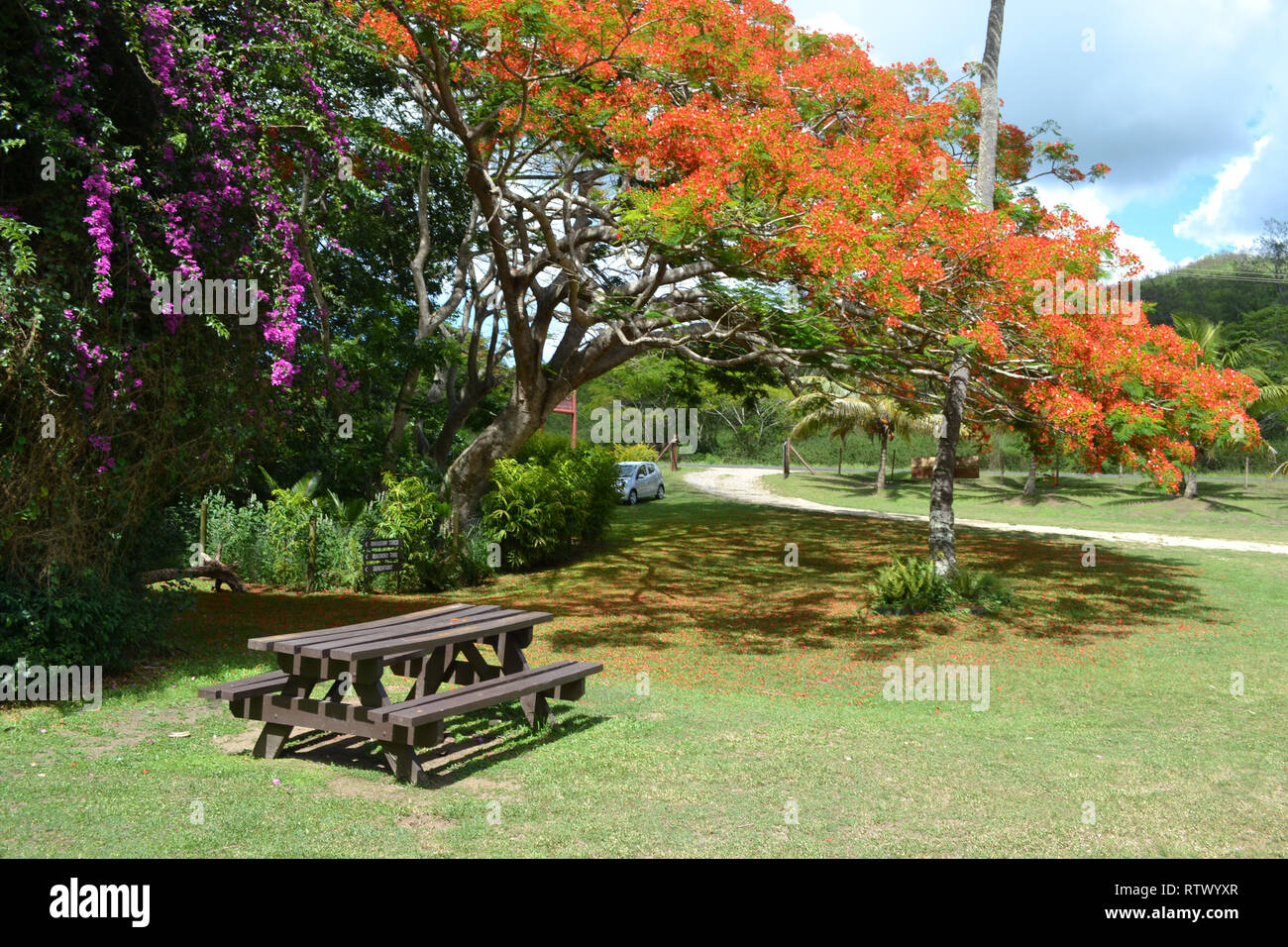 Picnic table under a red flowering tree, Sigatoka Sand Dunes National