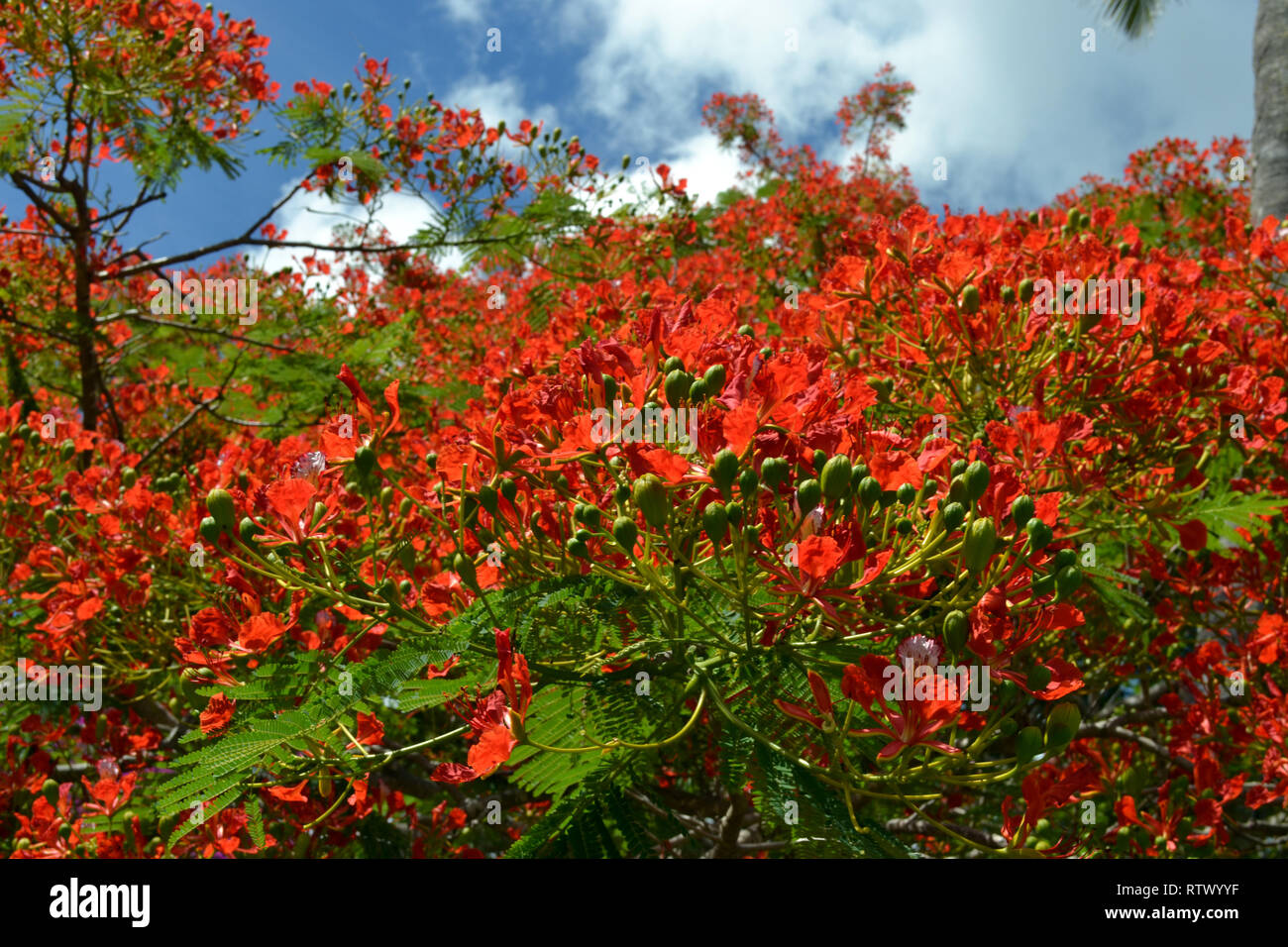 Red flowering tree of Royal Poinciana, Delonix regia, Sigatoka Sand Dunes National Park, Viti Levu,  Fiji Stock Photo