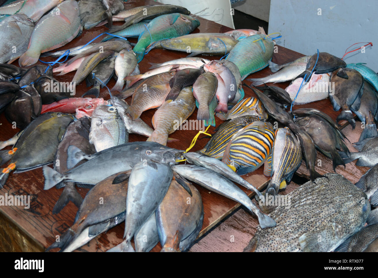 Reef fishes for sale in the Suva market, Suva, Viti Levu, Fiji, South Pacific Stock Photo