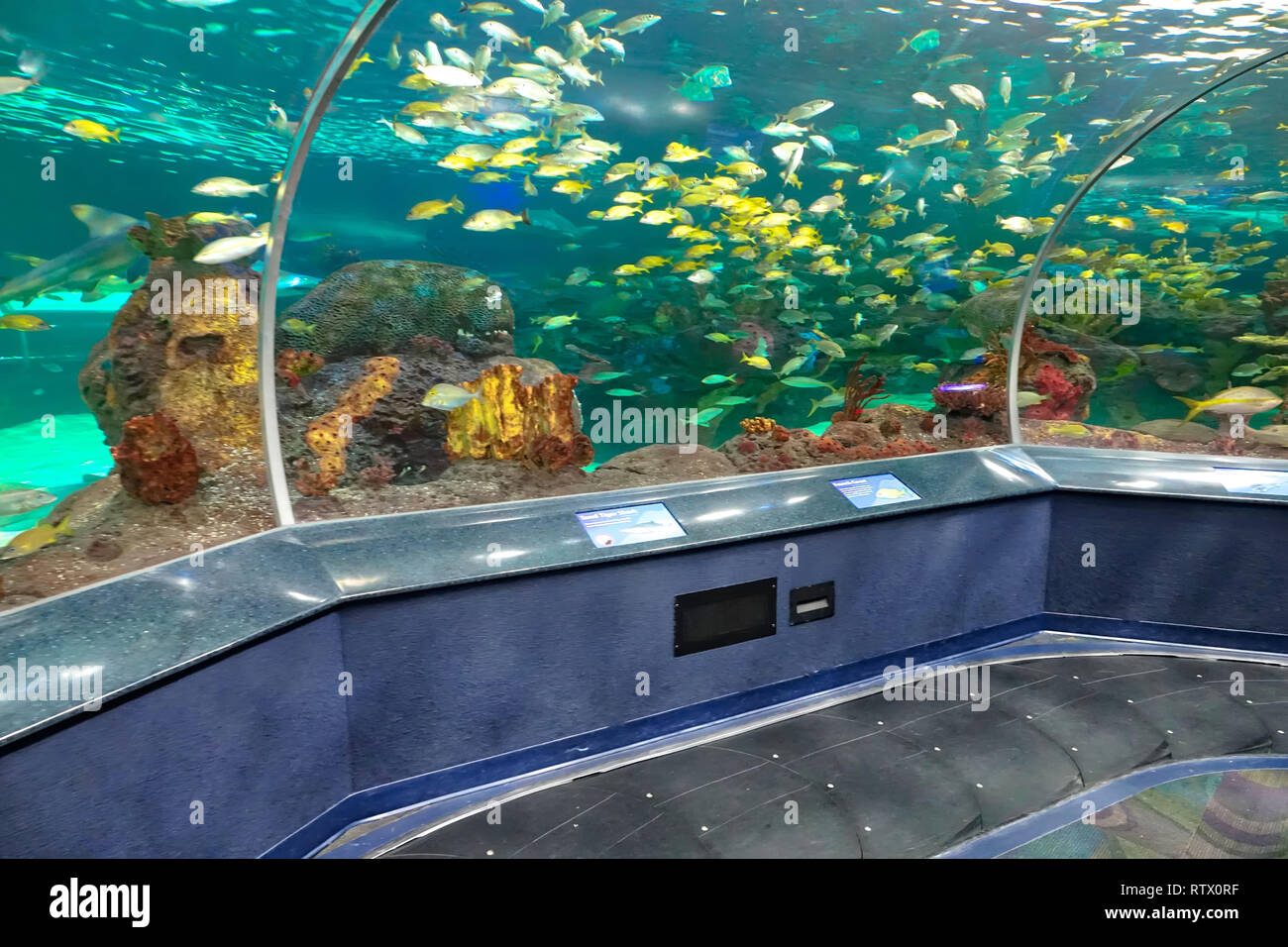 Toronto Ripleys Aquarium underwater scenic tunnels Stock Photo Alamy