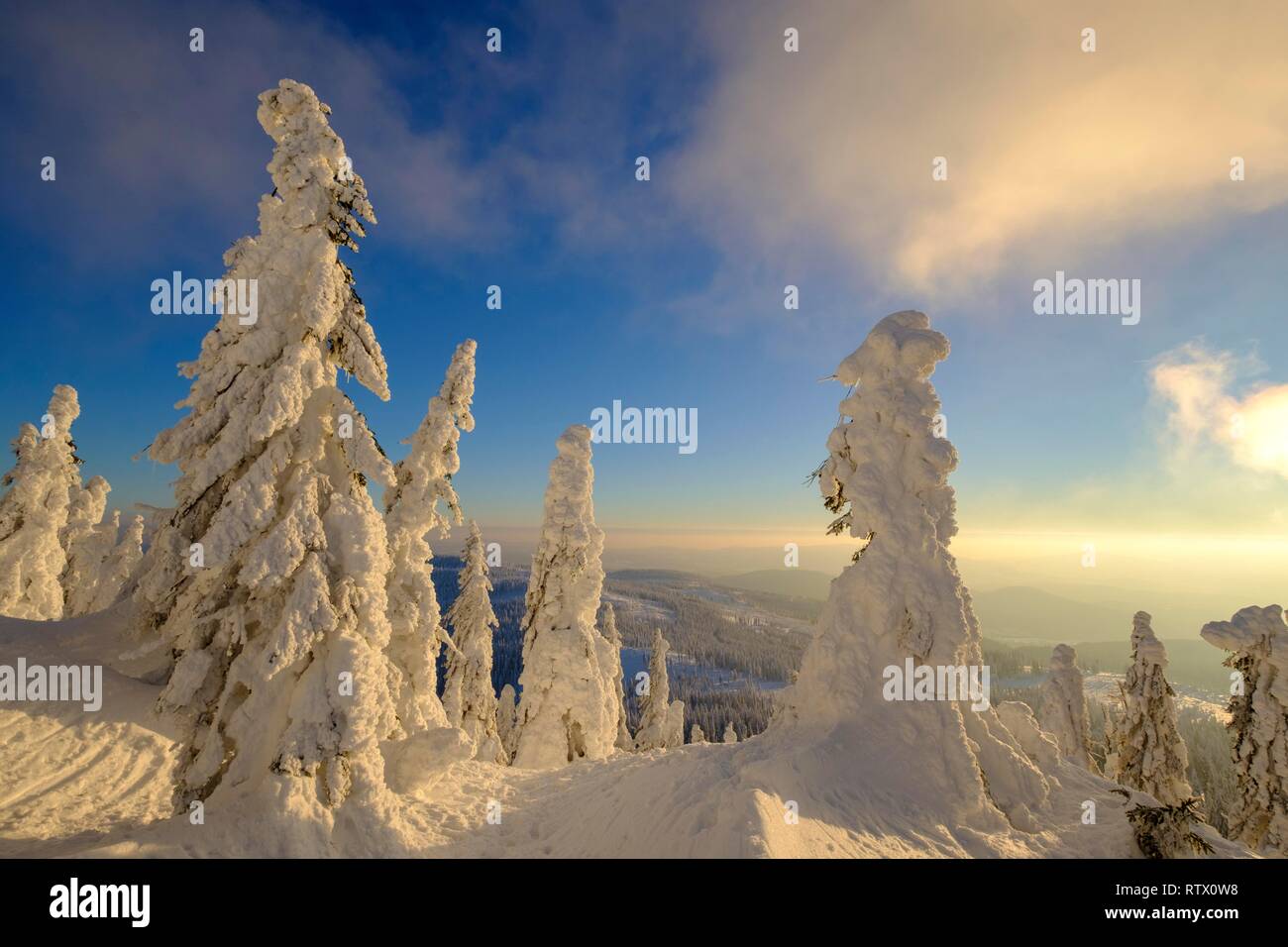 Snow-covered spruces in winter, Arbermandl, Arbermännchen, Großer Arber, Bavarian Forest nature park Park, Lower Bavaria Stock Photo