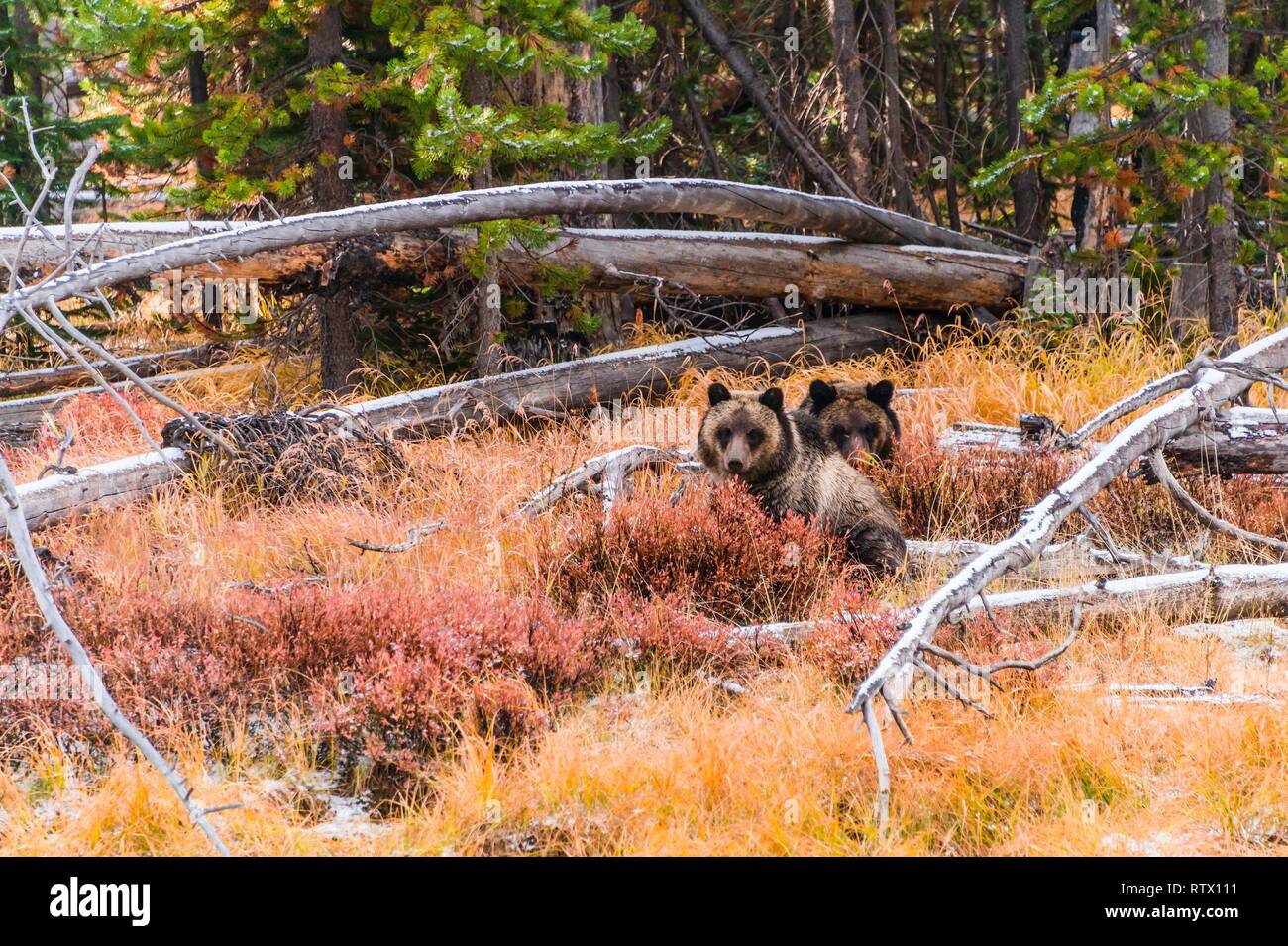 Two Grizzly bears (Ursus arctos horribilis), young animals sitting in bushes in autumn, Yellowstone National Park, Wyoming, USA Stock Photo